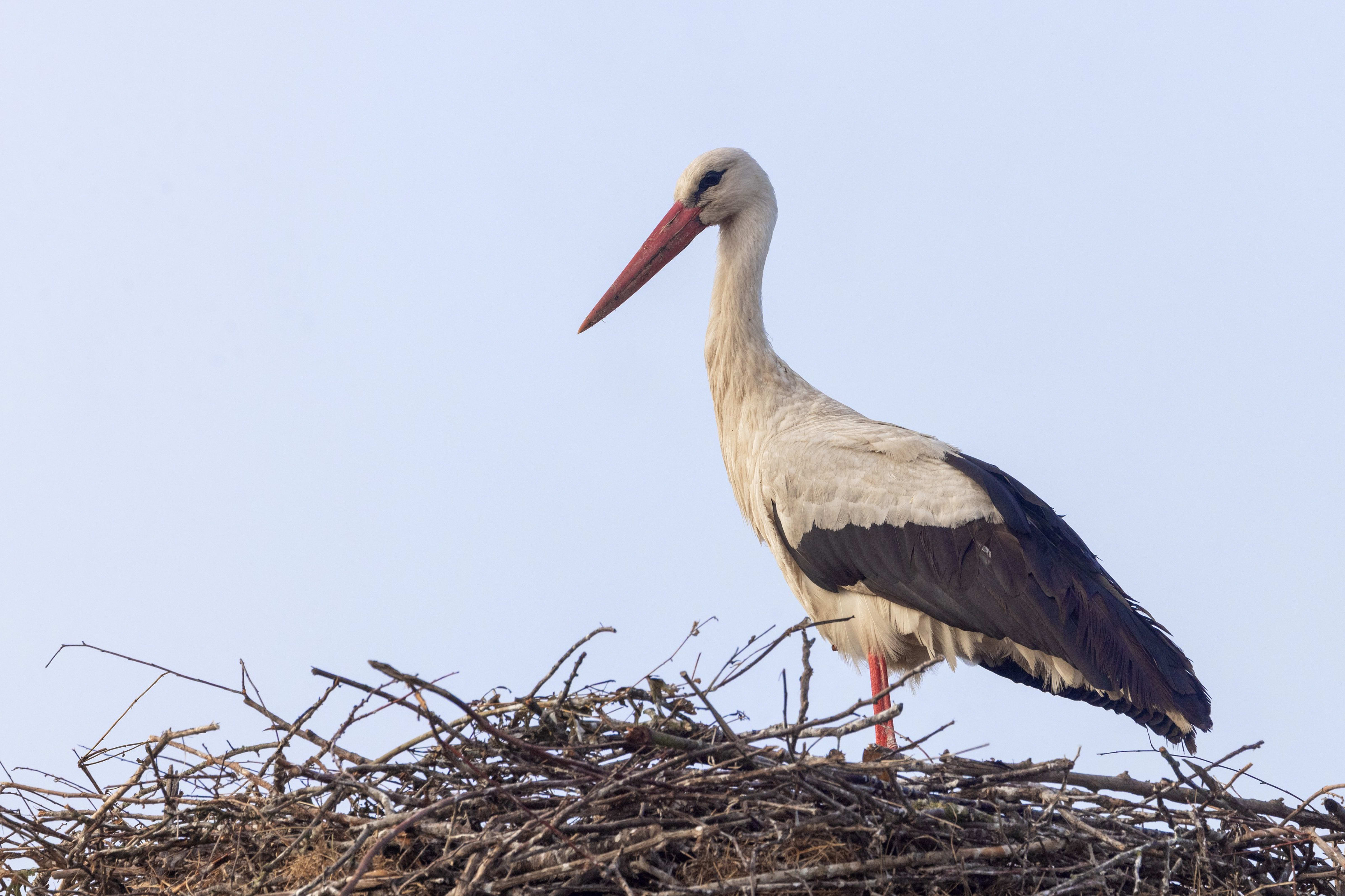 White Stork