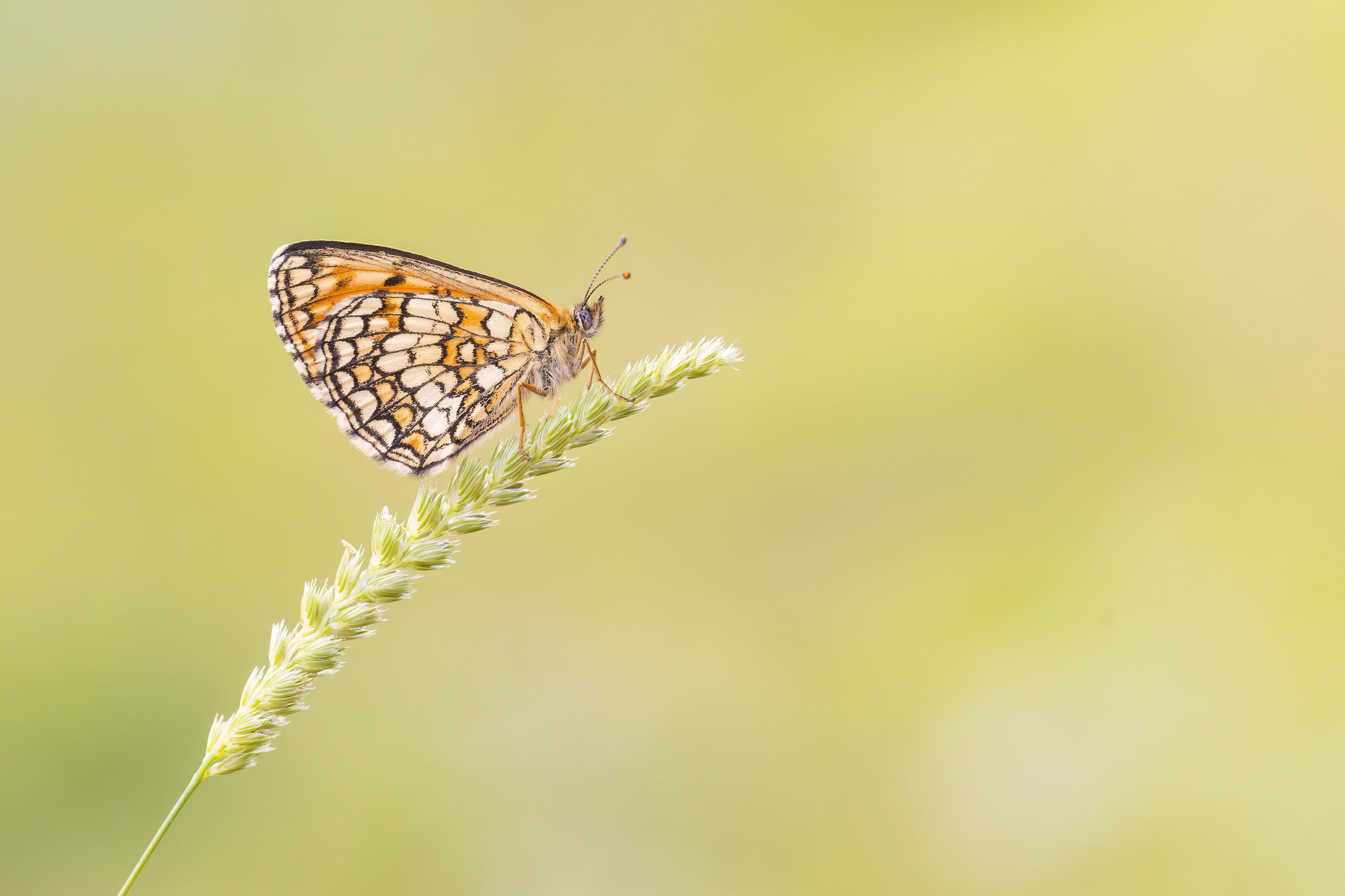 Heath Fritillary