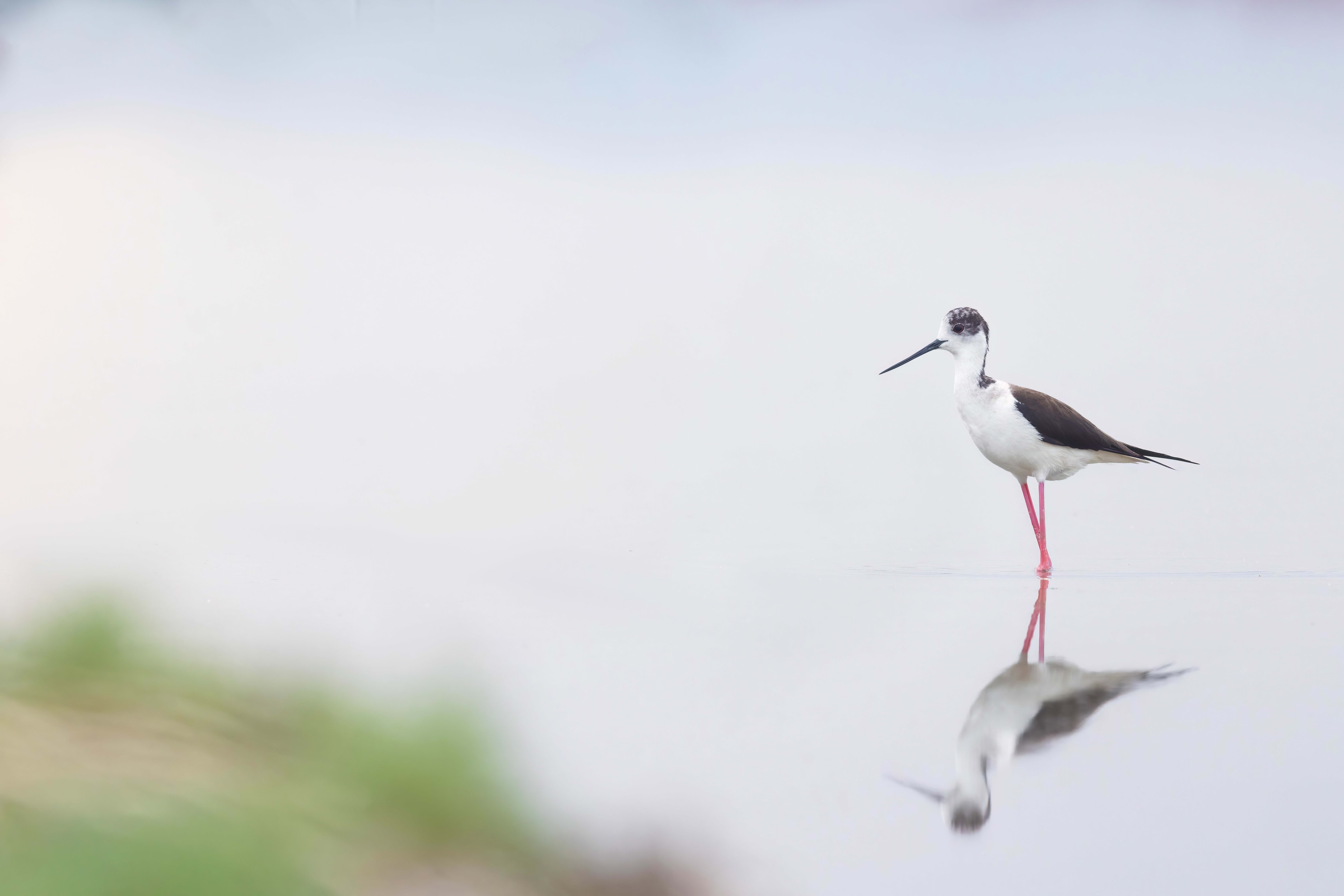 Black-winged Stilt