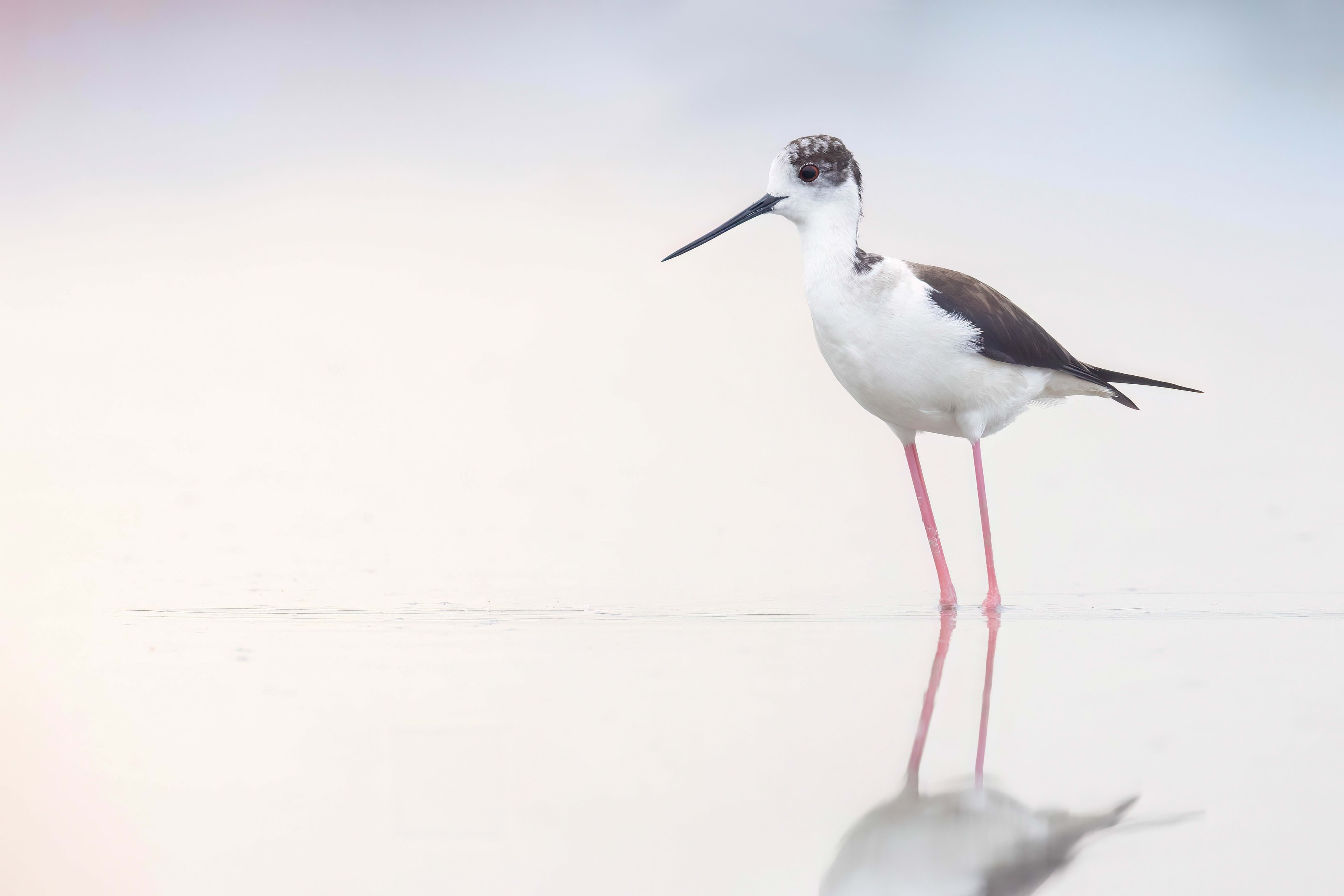 Black-winged Stilt