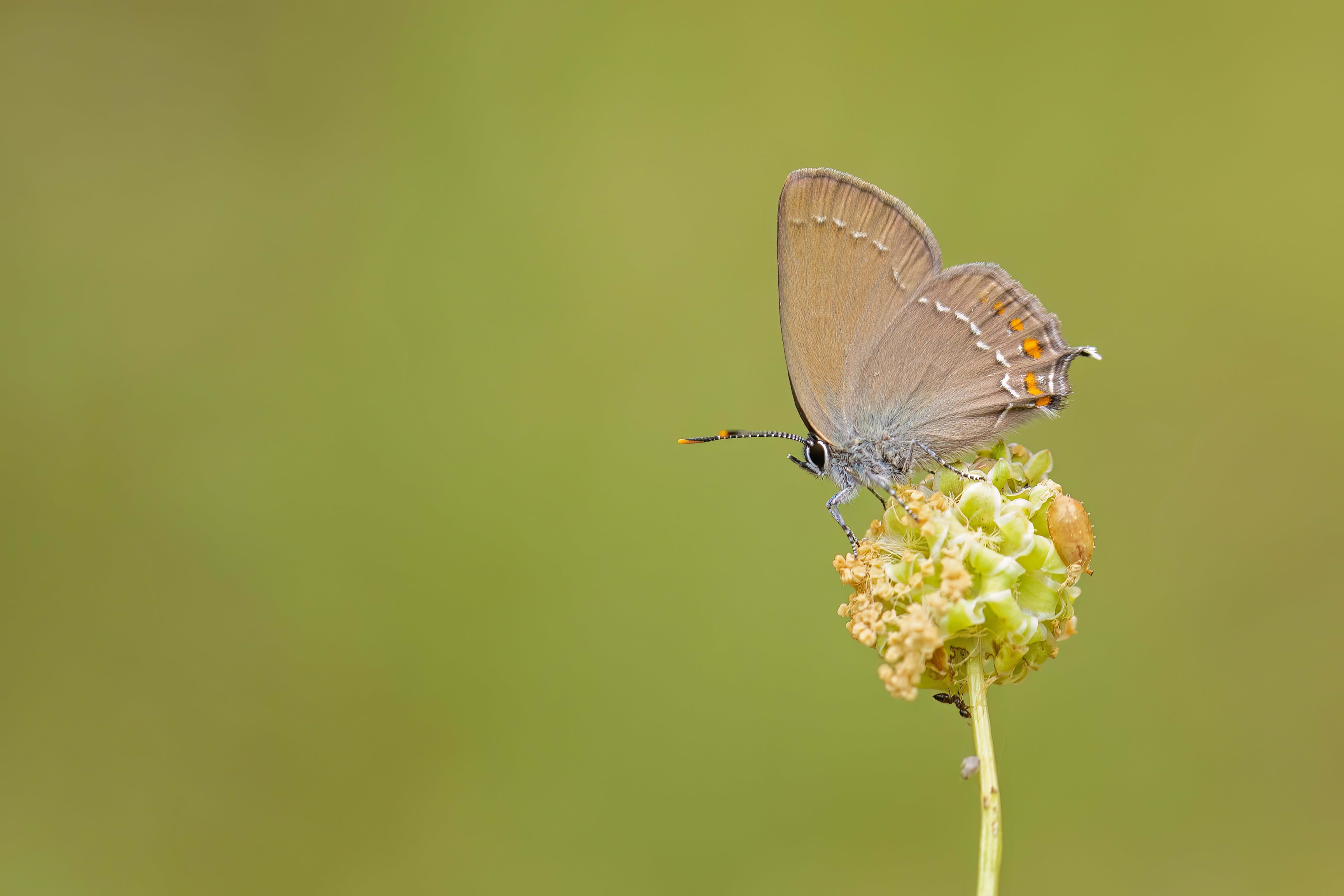 Ilex Hairstreak