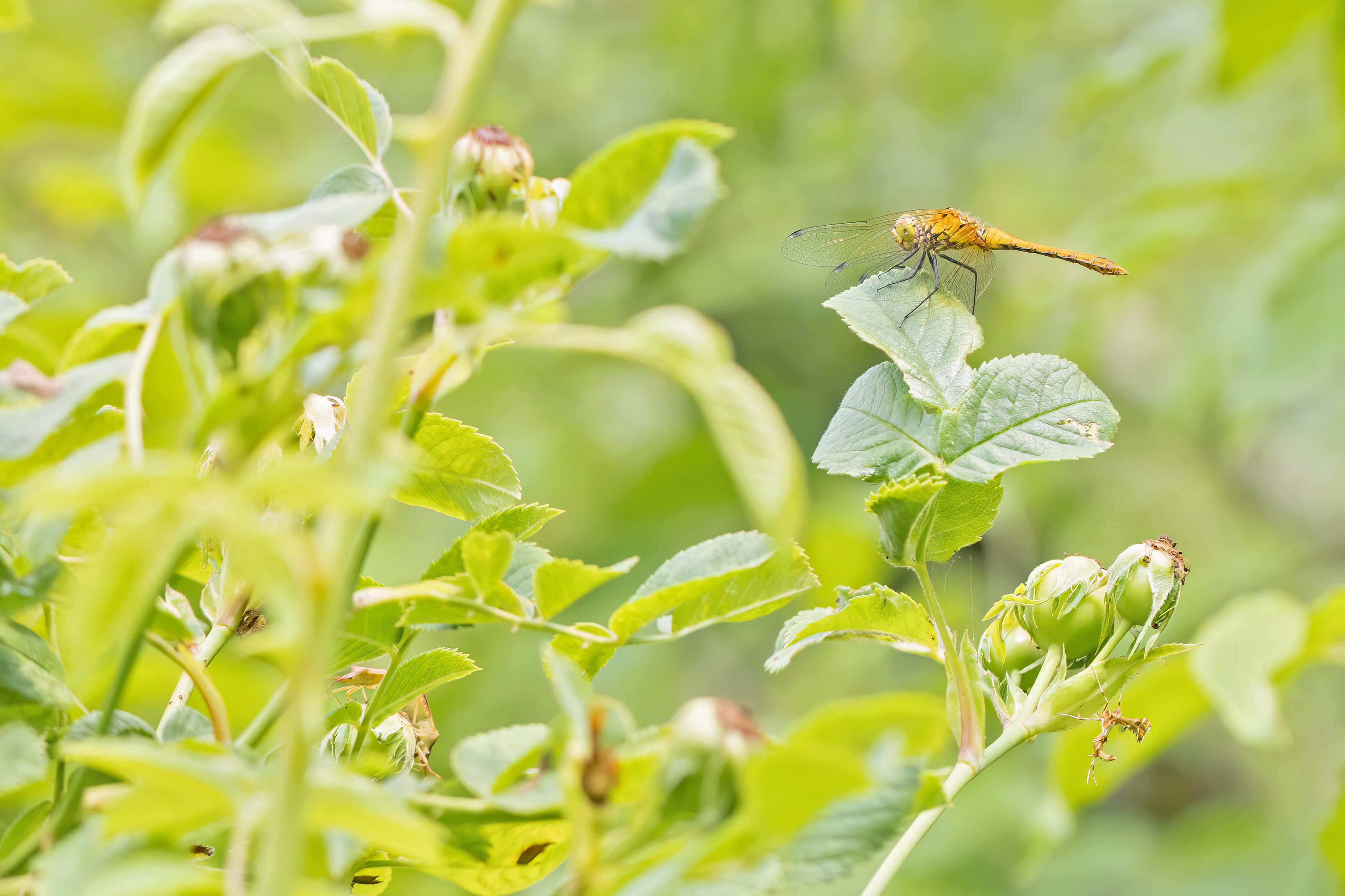 Ruddy Darter