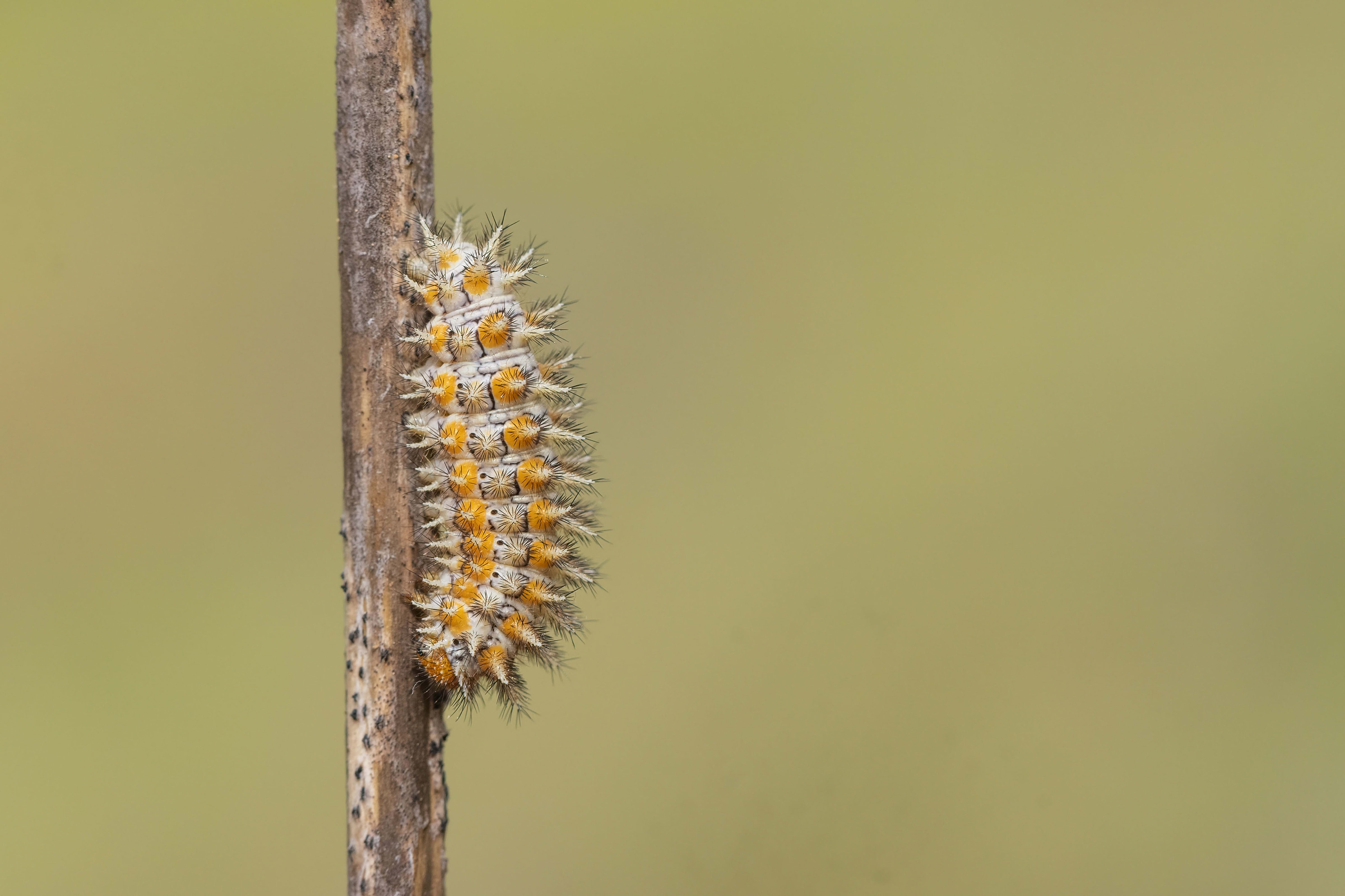 Spotted Fritillary larva