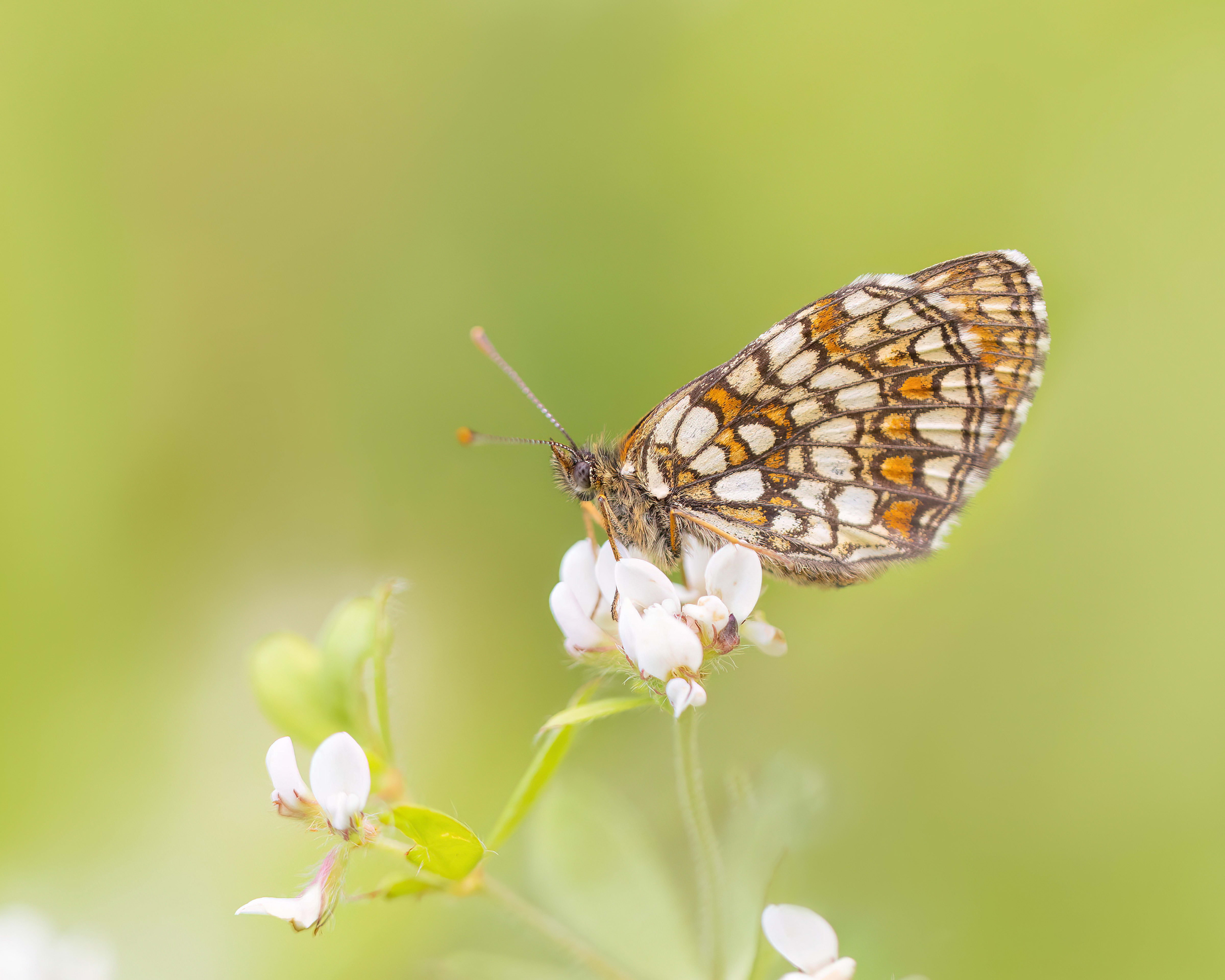 Assmann's Fritillary