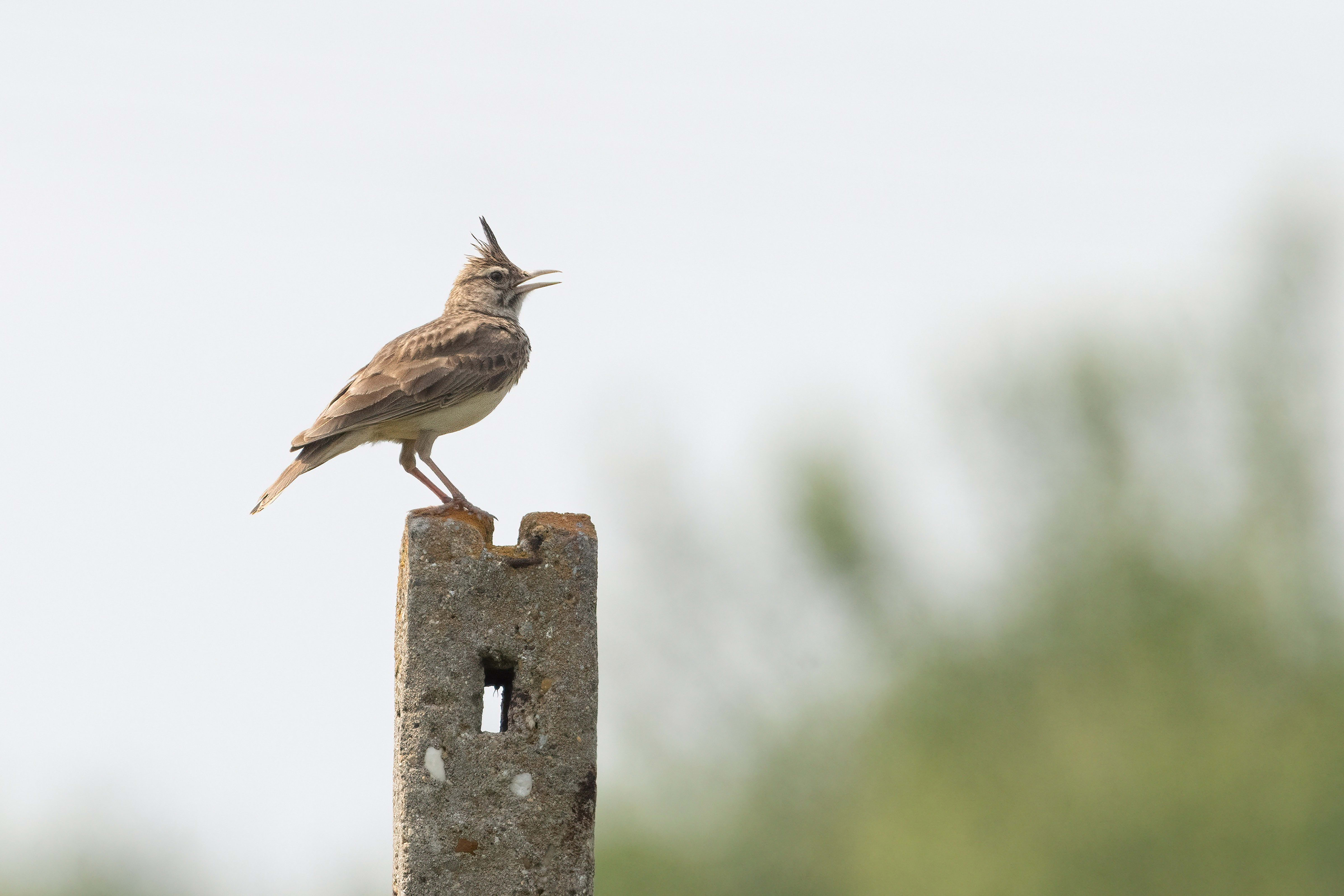 Crested Lark