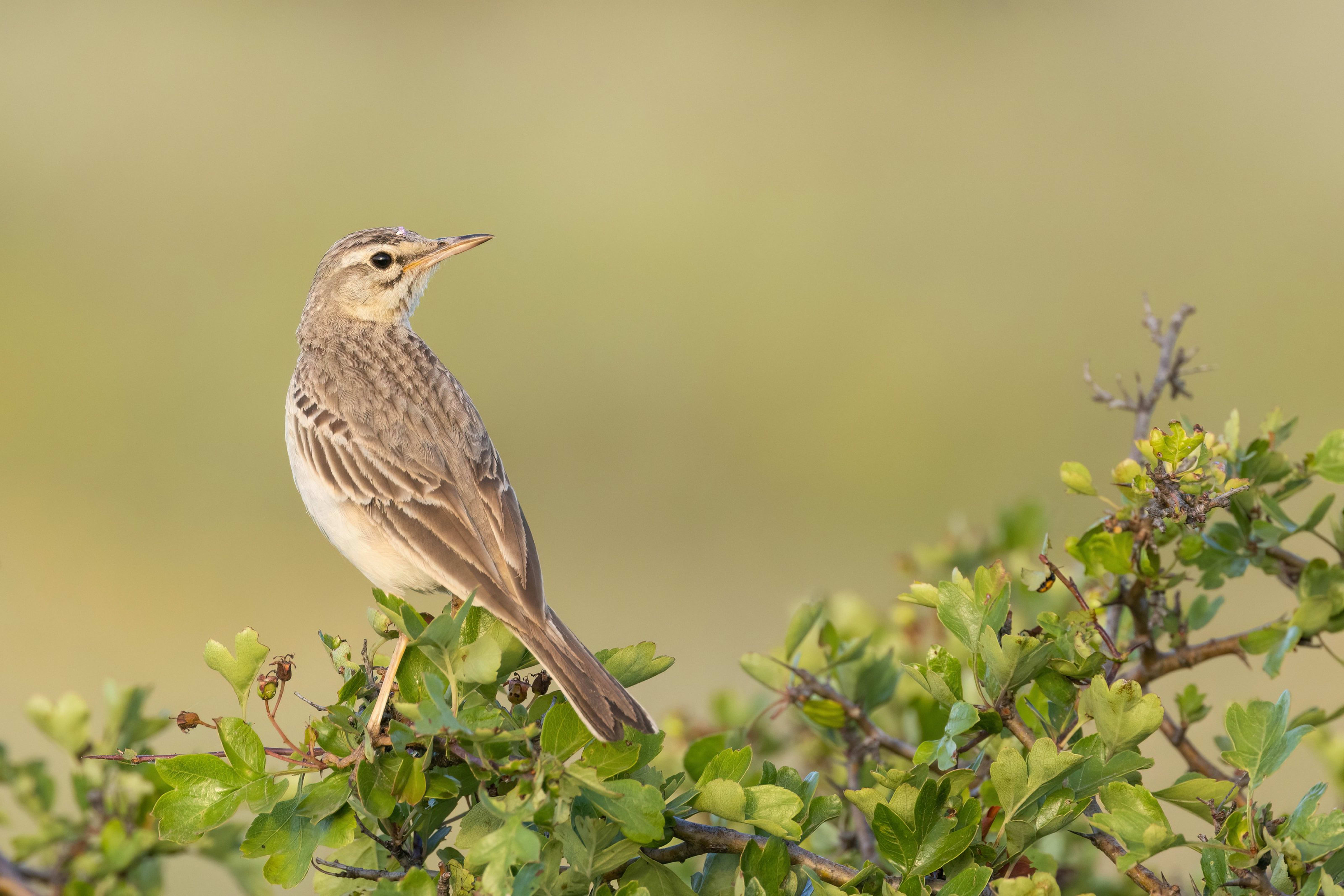 Tawny Pipit