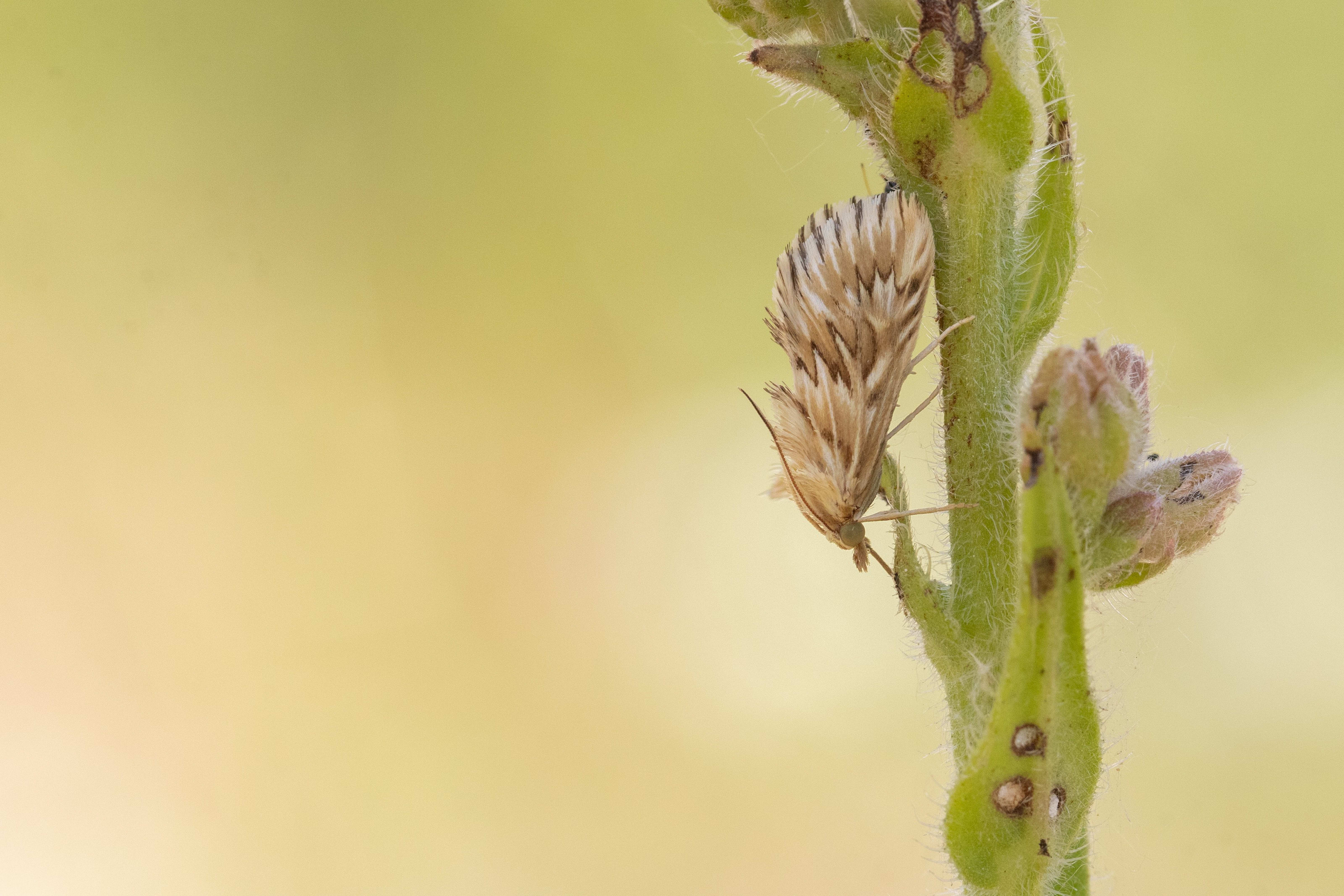 Cynaeda dentalis (Starry Pearl)