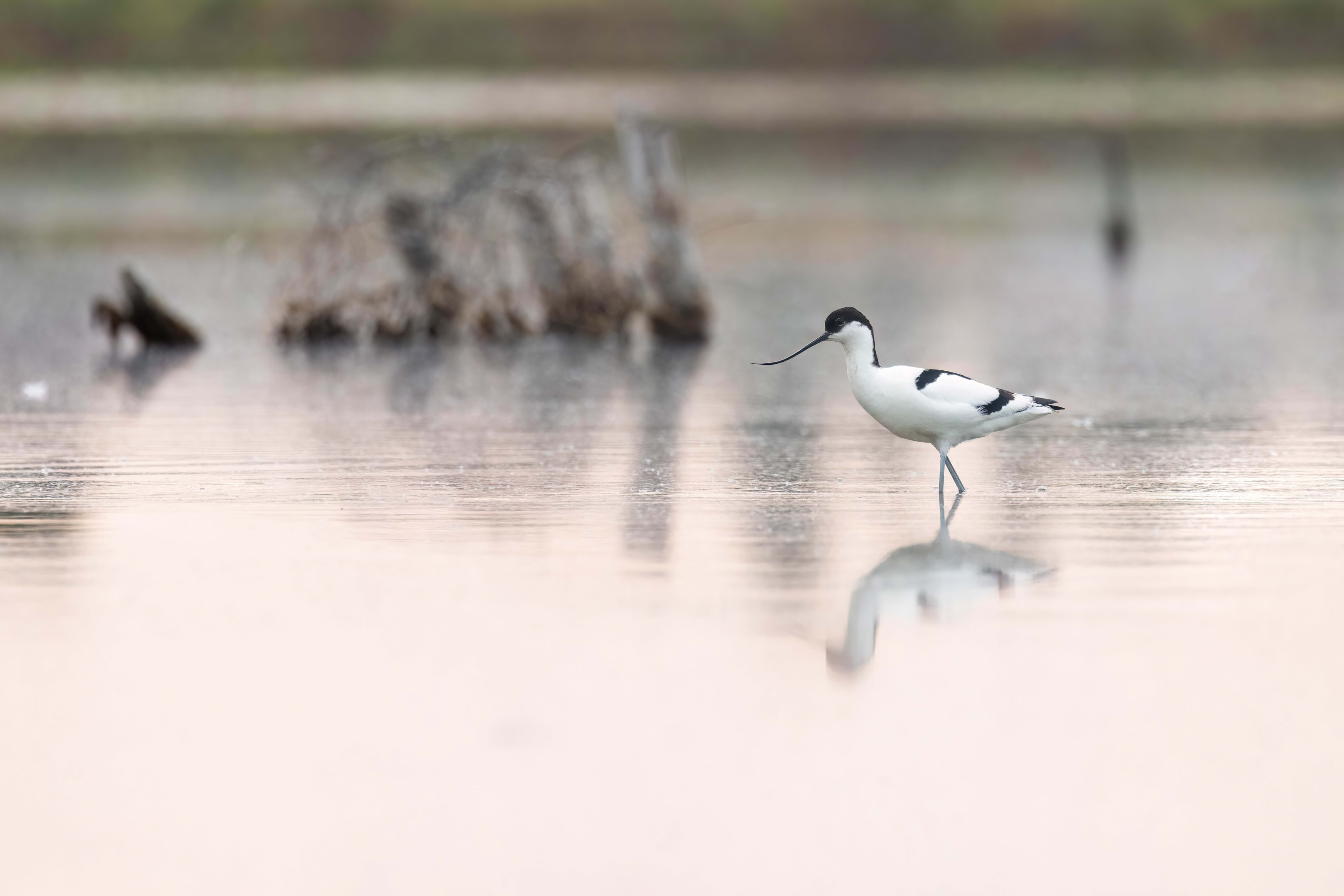 Avocet