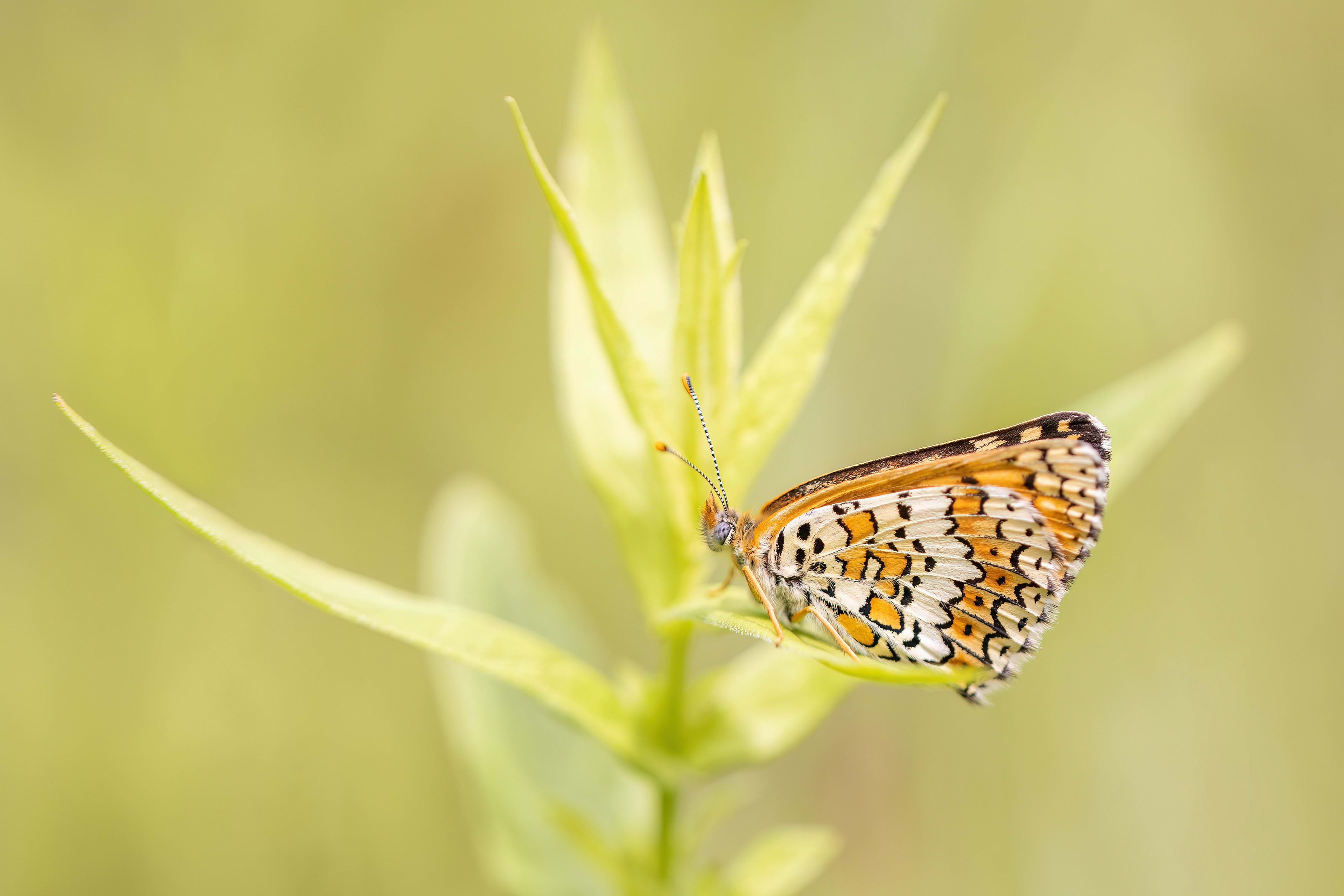 Glanville Fritillary