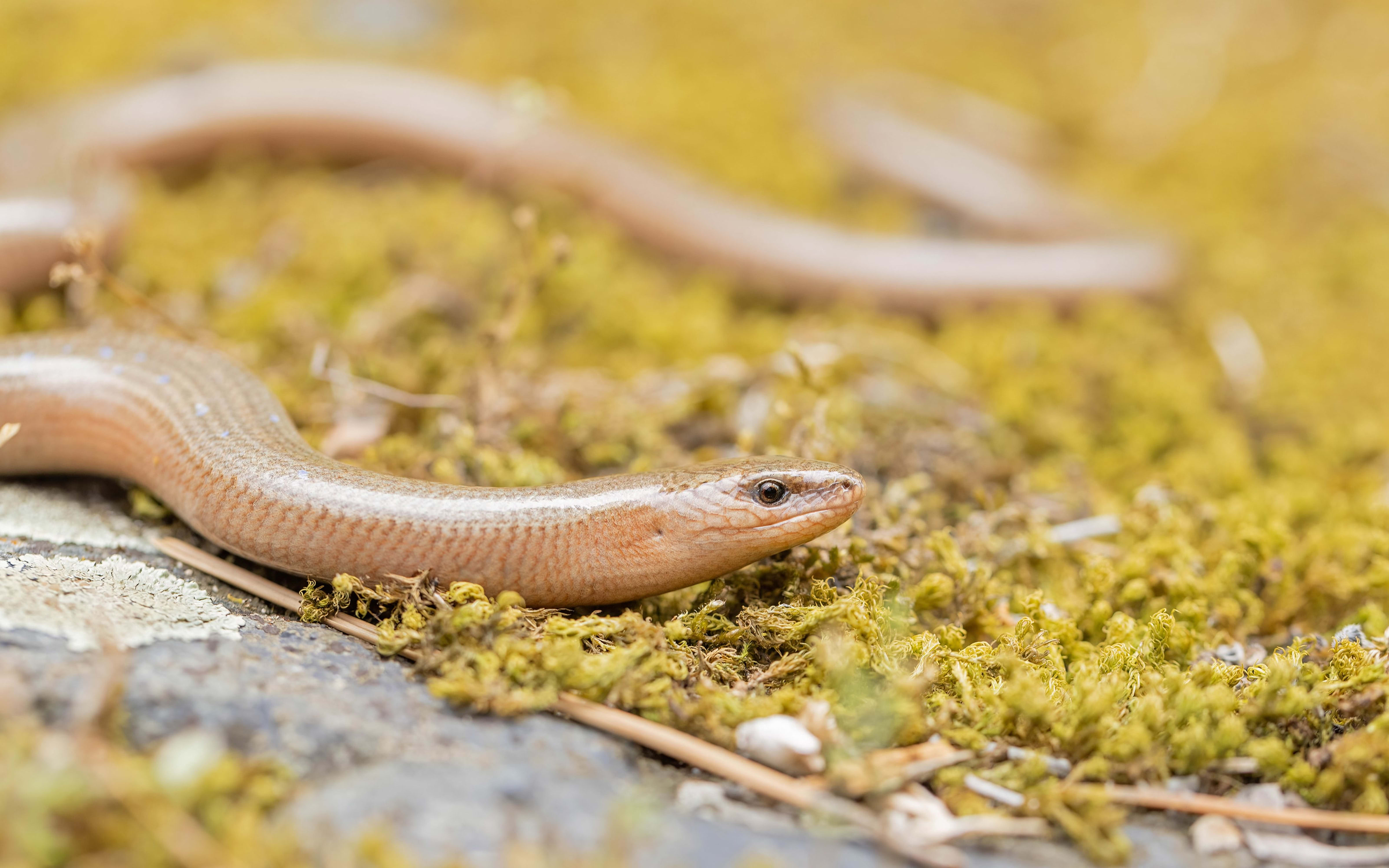 Eastern Slow Worm