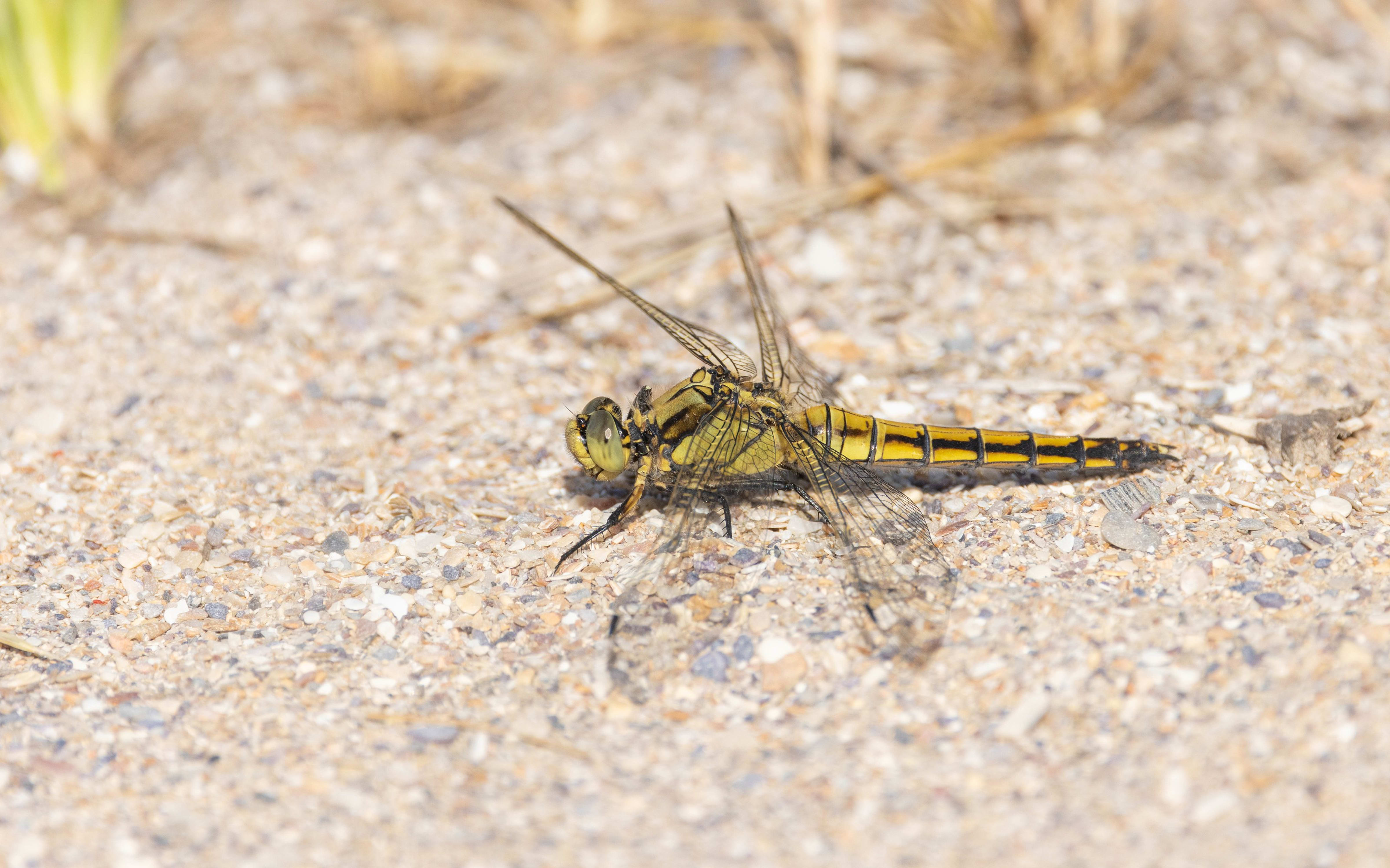 Black Pennant in Bulgaria