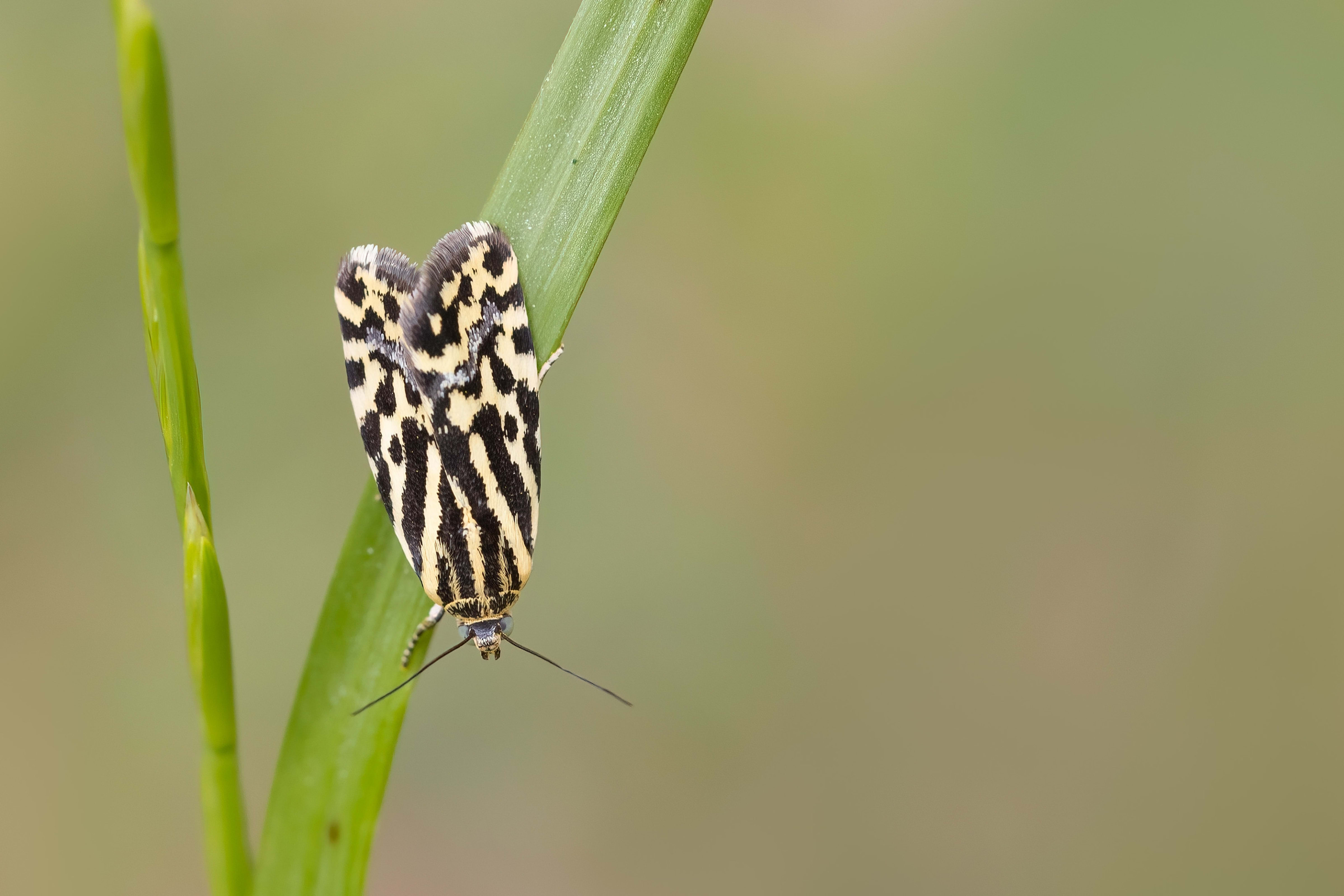 Spotted Sulphur (Emmelia trabealis) in Bulgaria