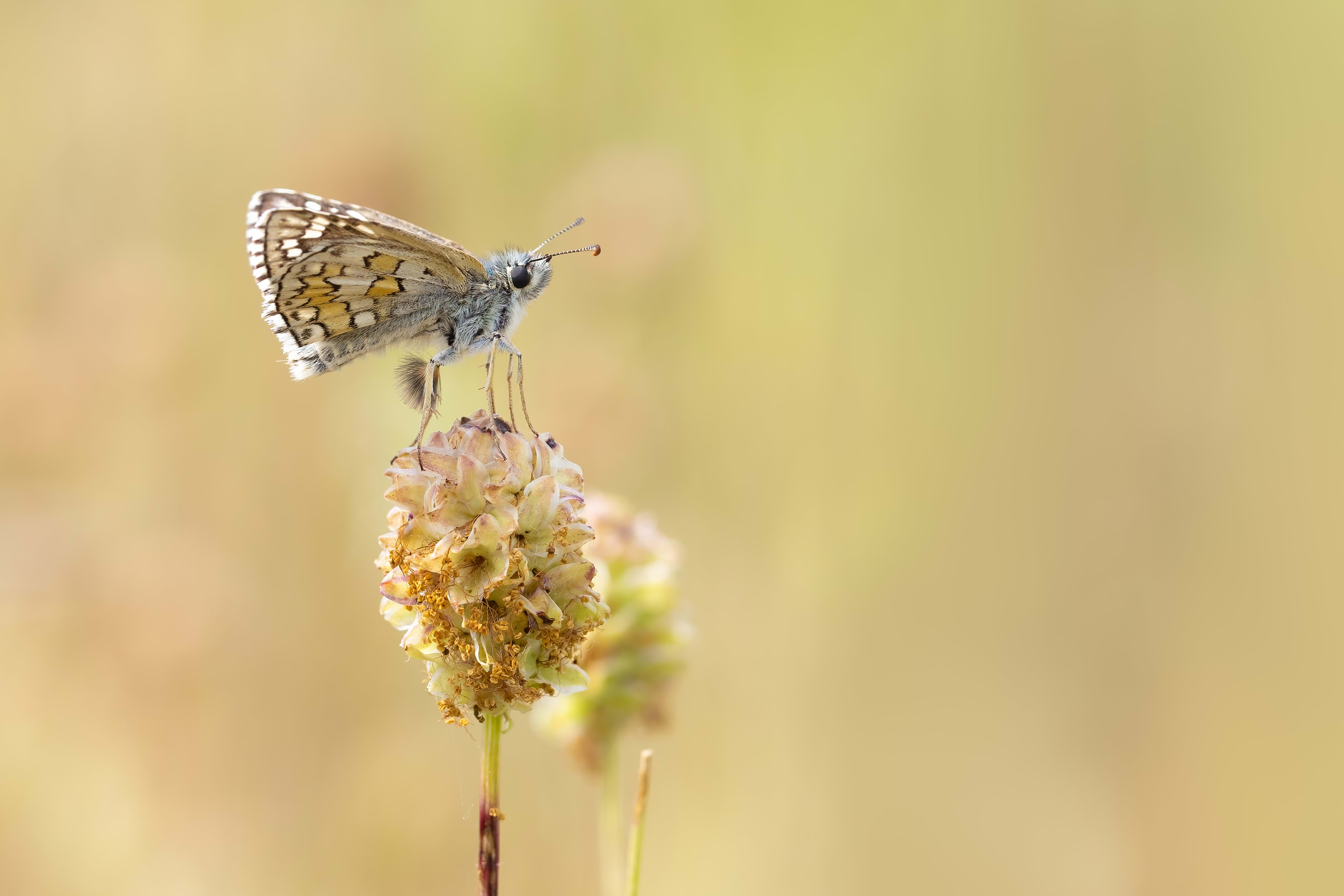 Yellow-banded Skipper (Pyrgus sidae) in Bulgaria