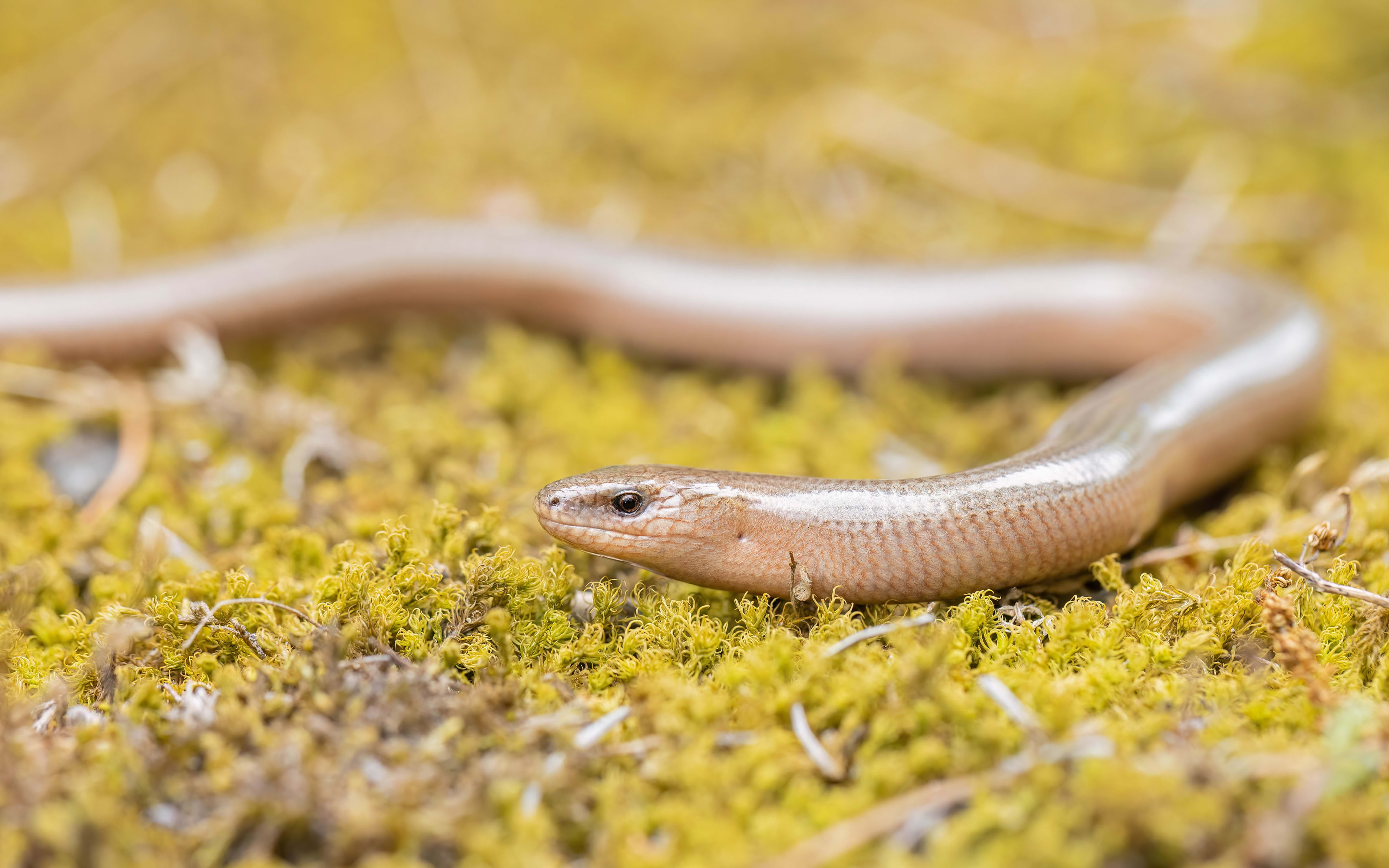 Eastern Slow Worm