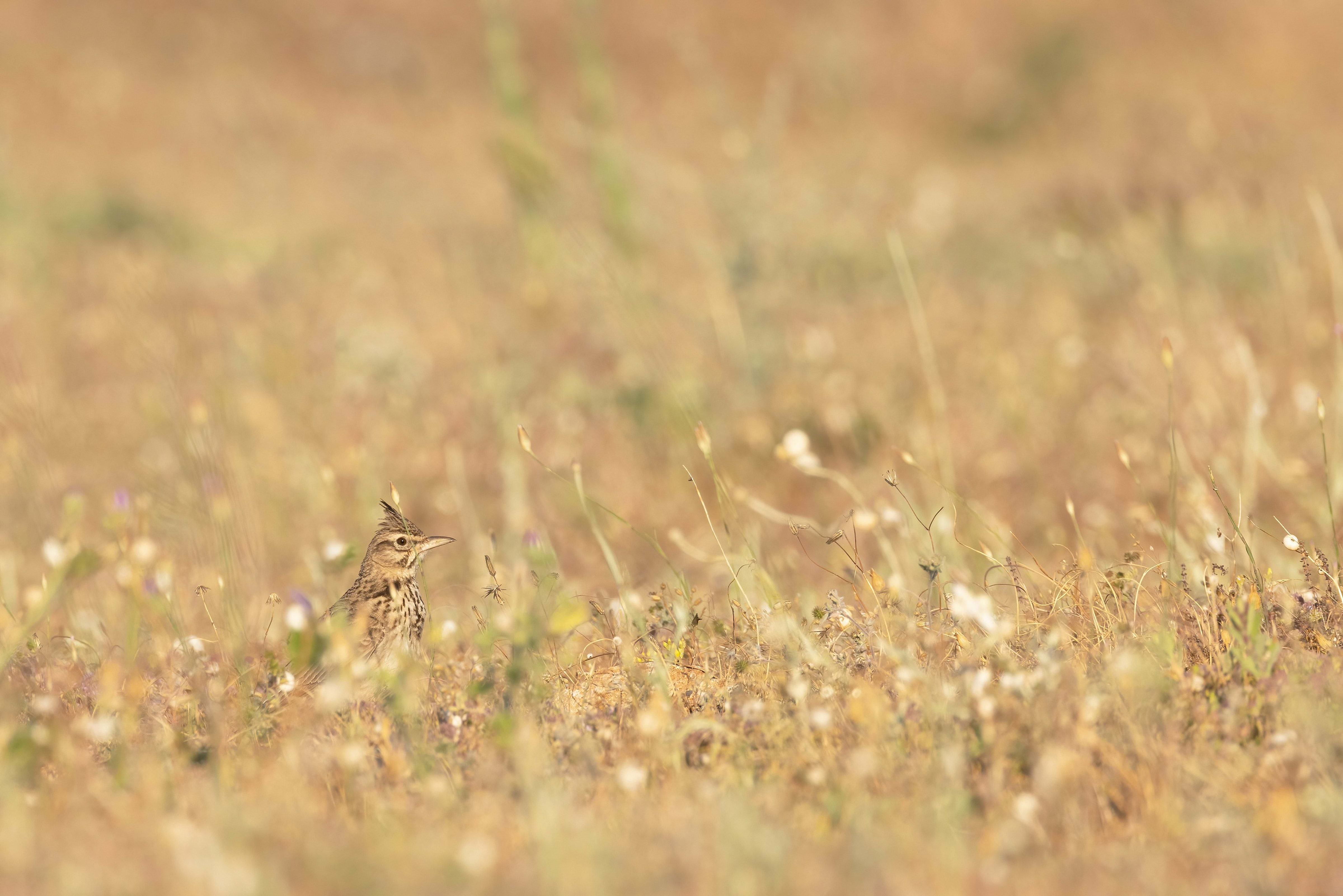 Crested Lark