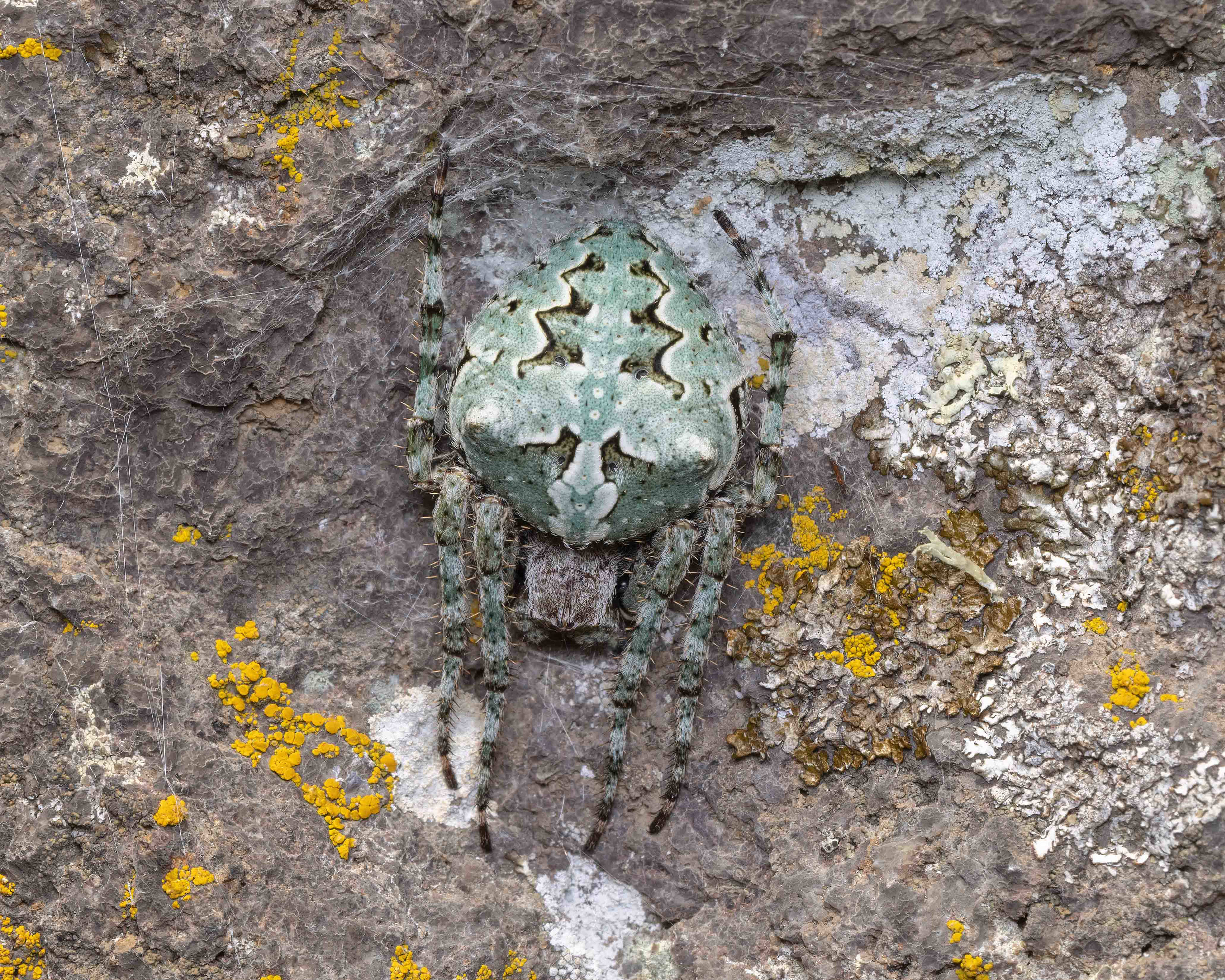 Araneus circe