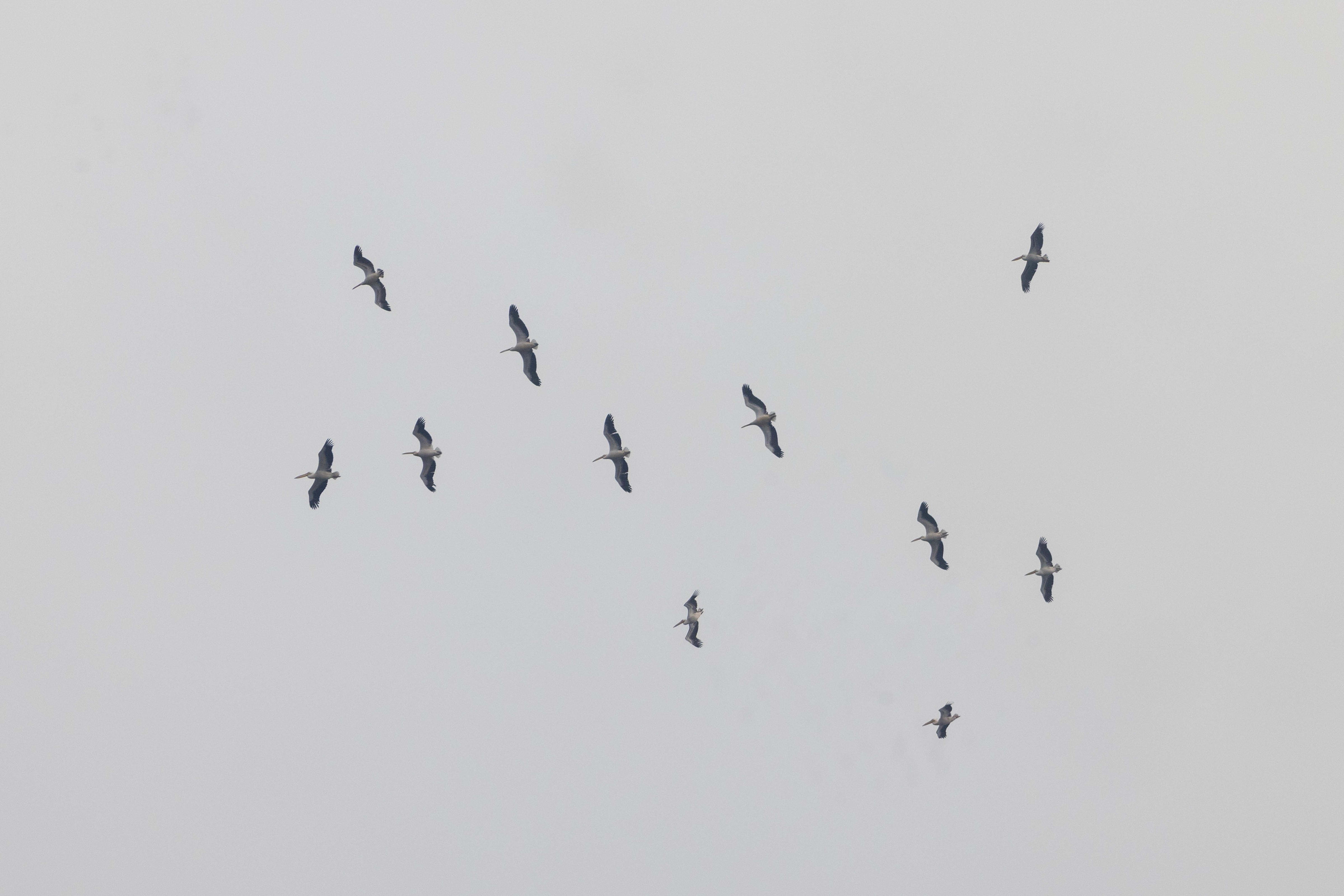 Great White Pelicans