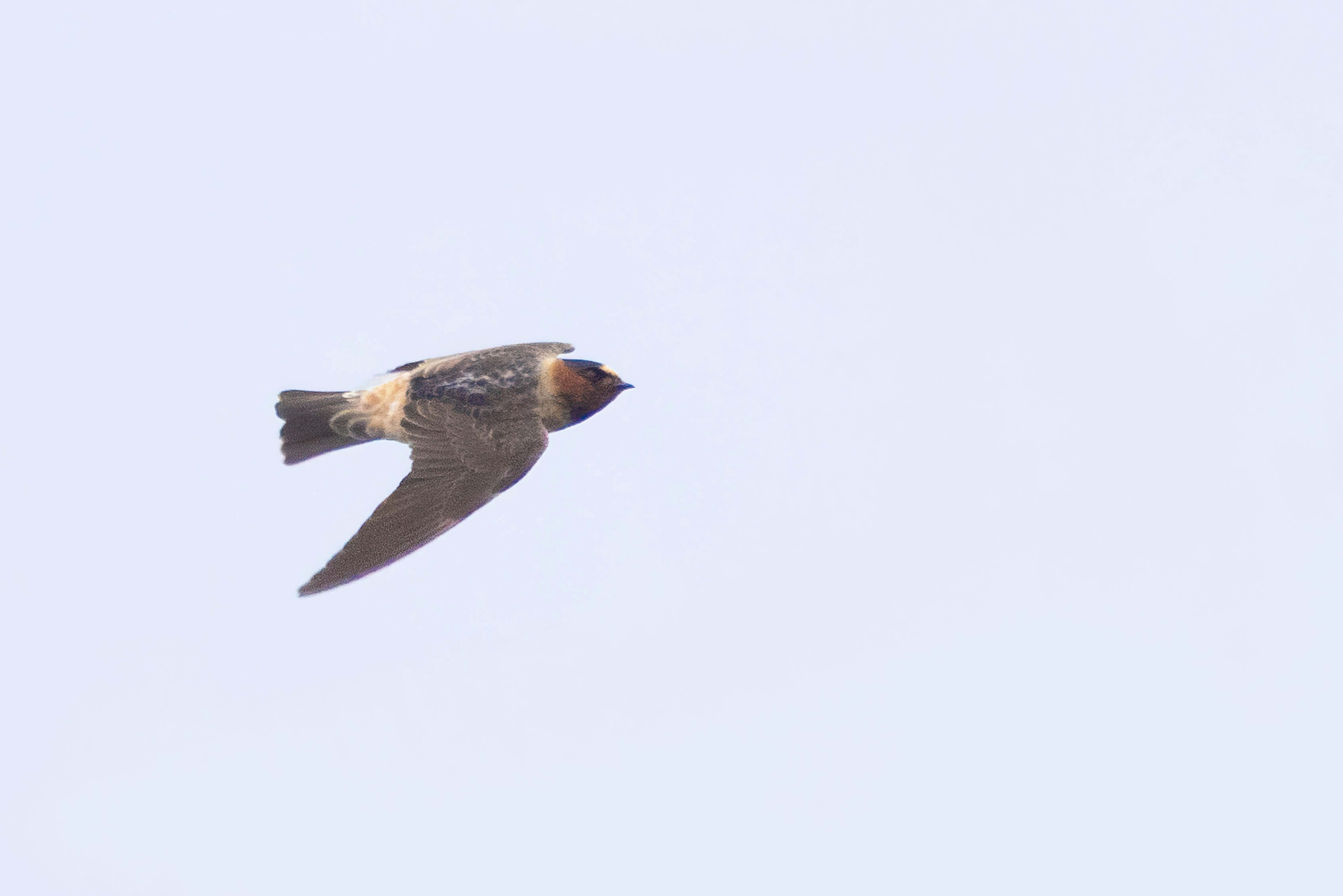 American Cliff Swallow