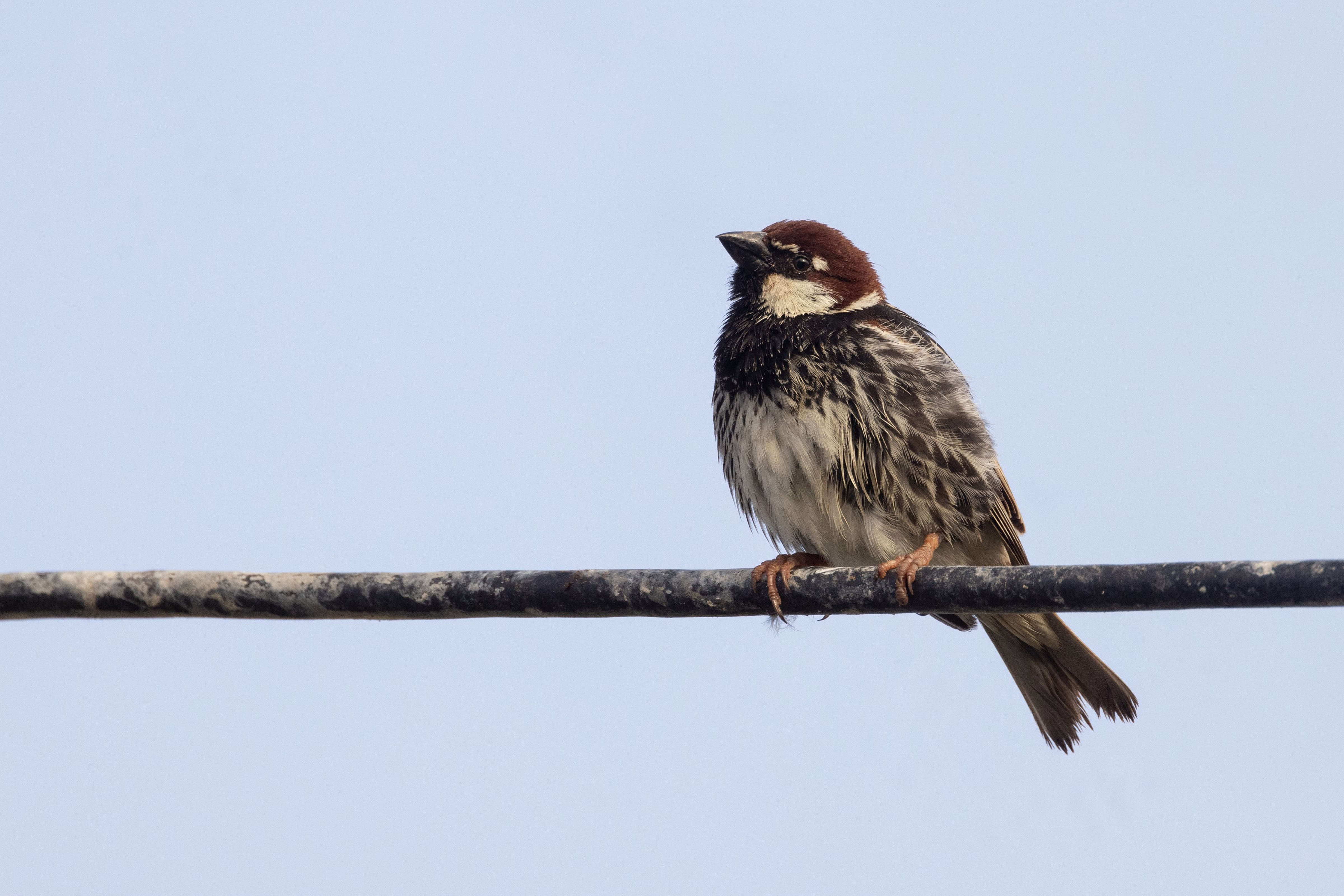 Spanish Sparrow