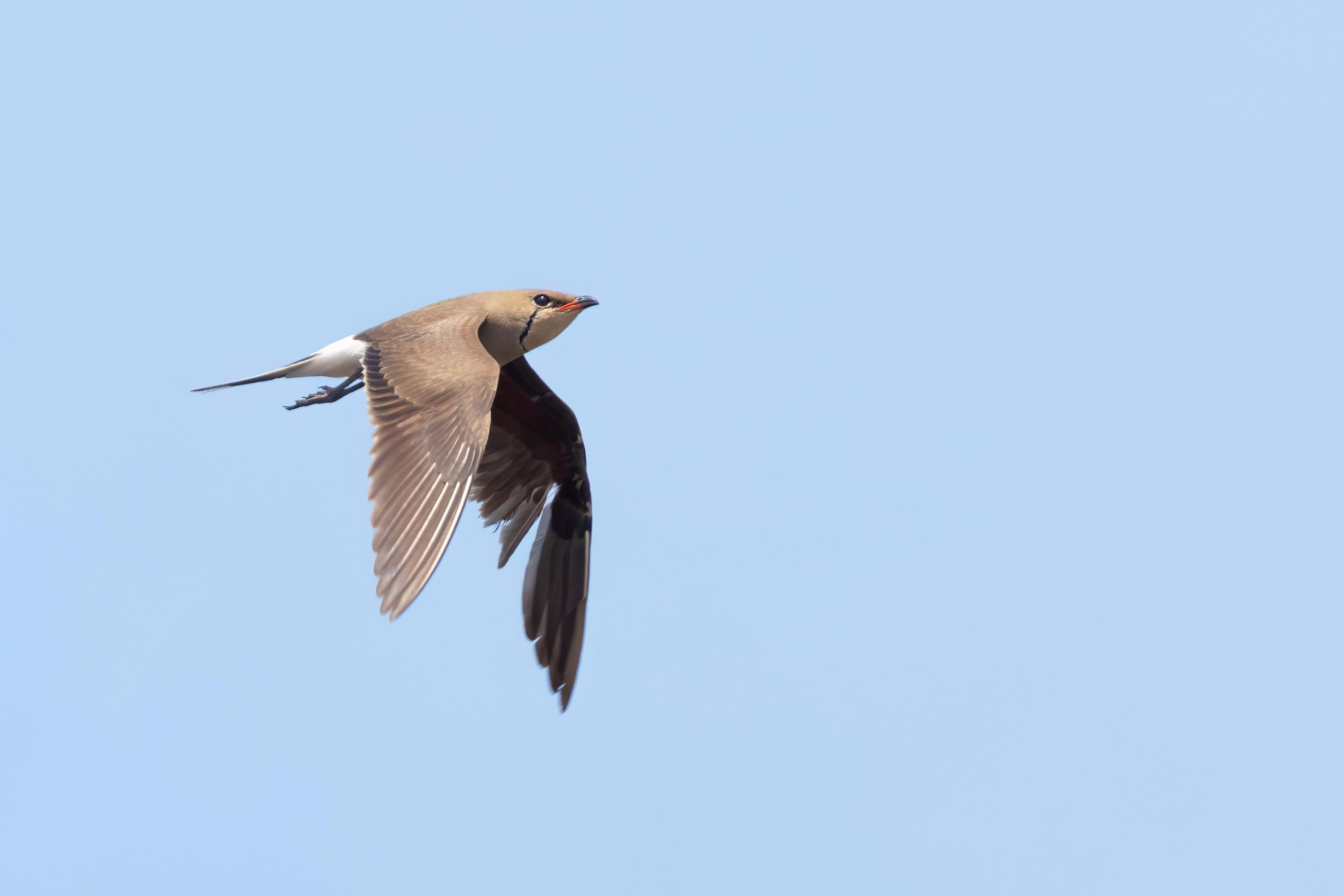 Collared Pratincole in Bulgaria