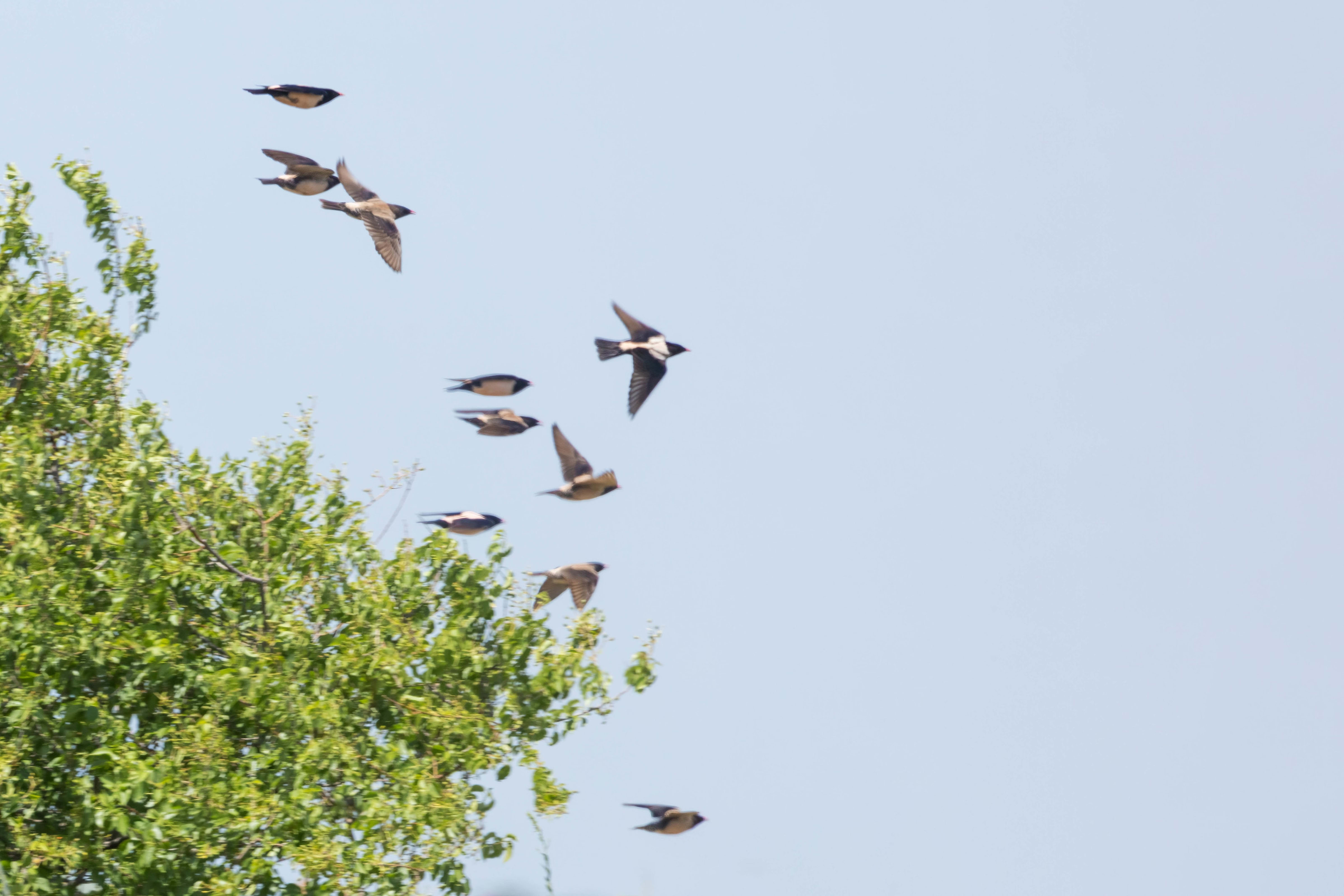 Rose-coloured Starlings in Bulgaria