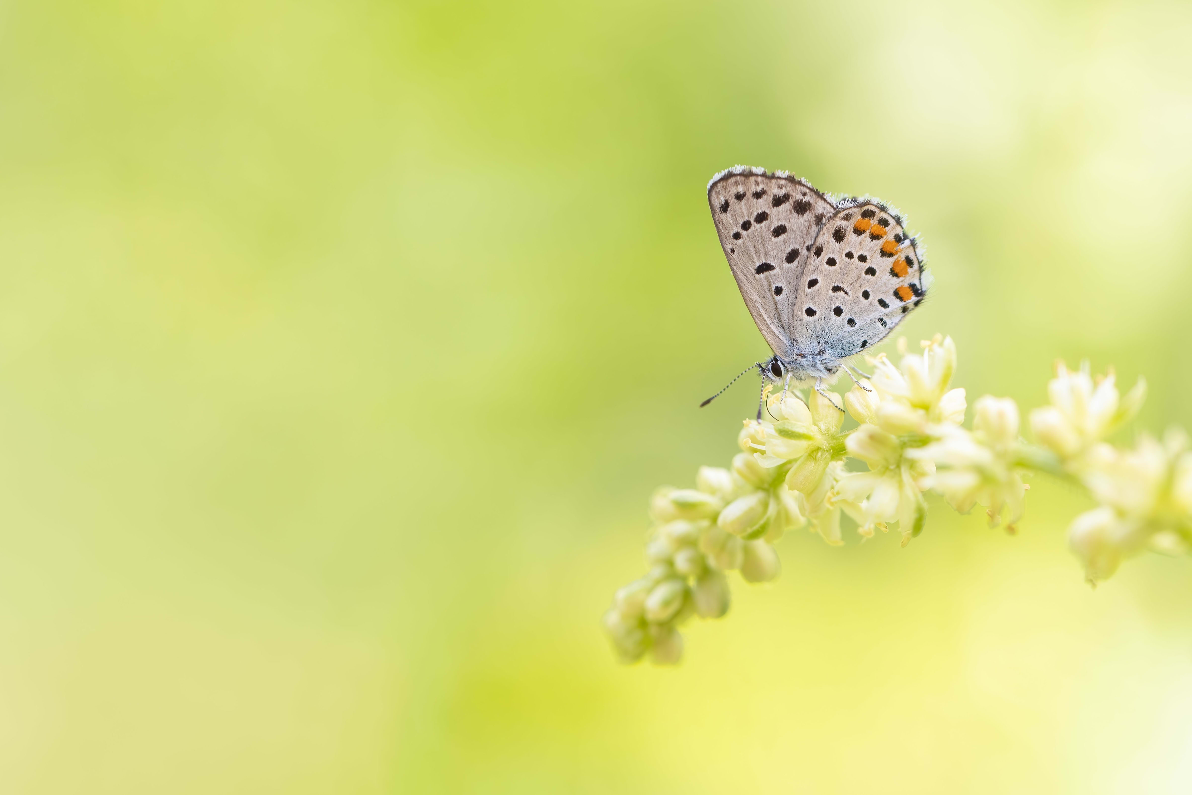 Eastern Baton Blue (Pseudophilotes vicrama) in Bulgaria