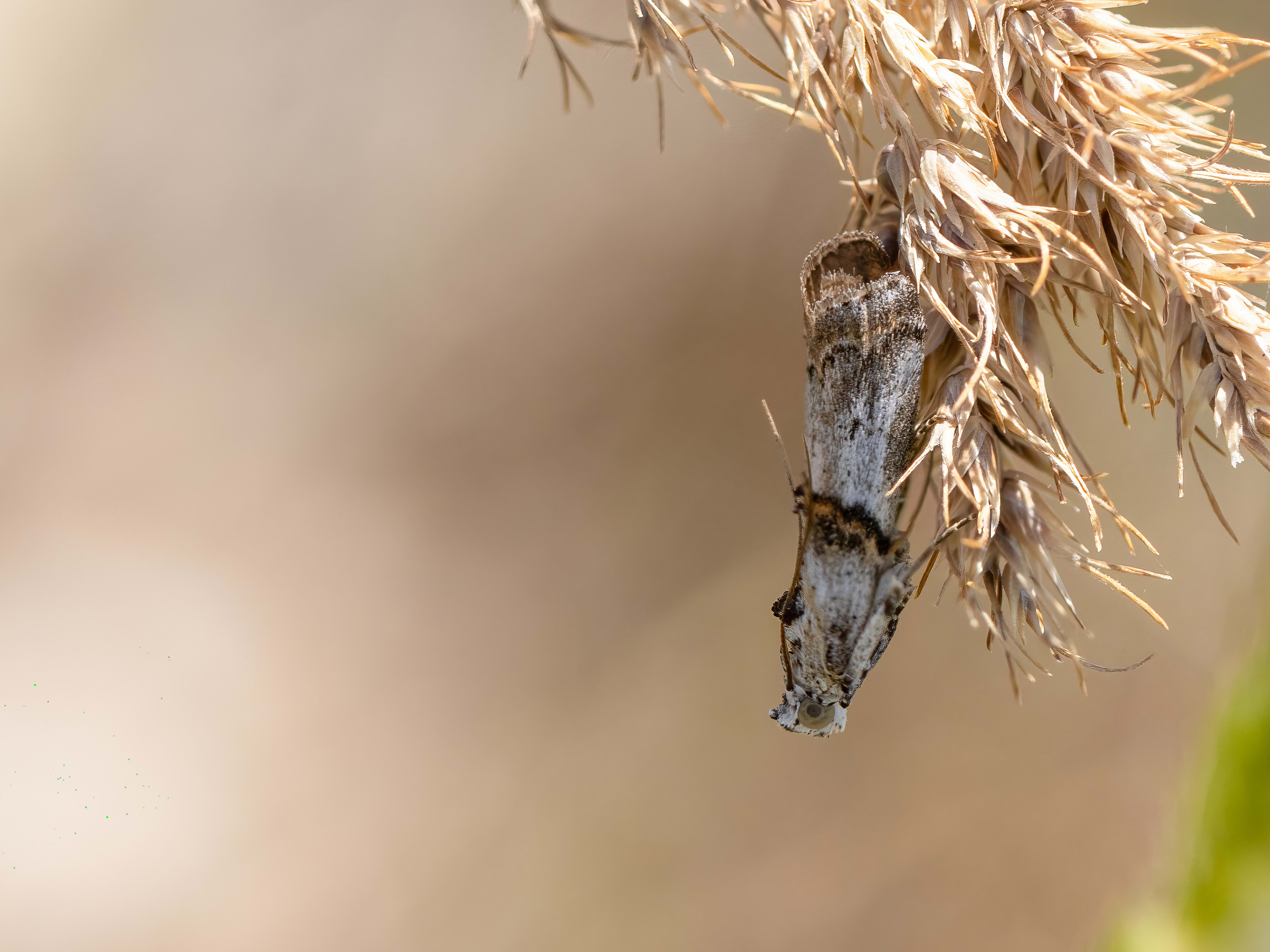 Pempelia alpigenella