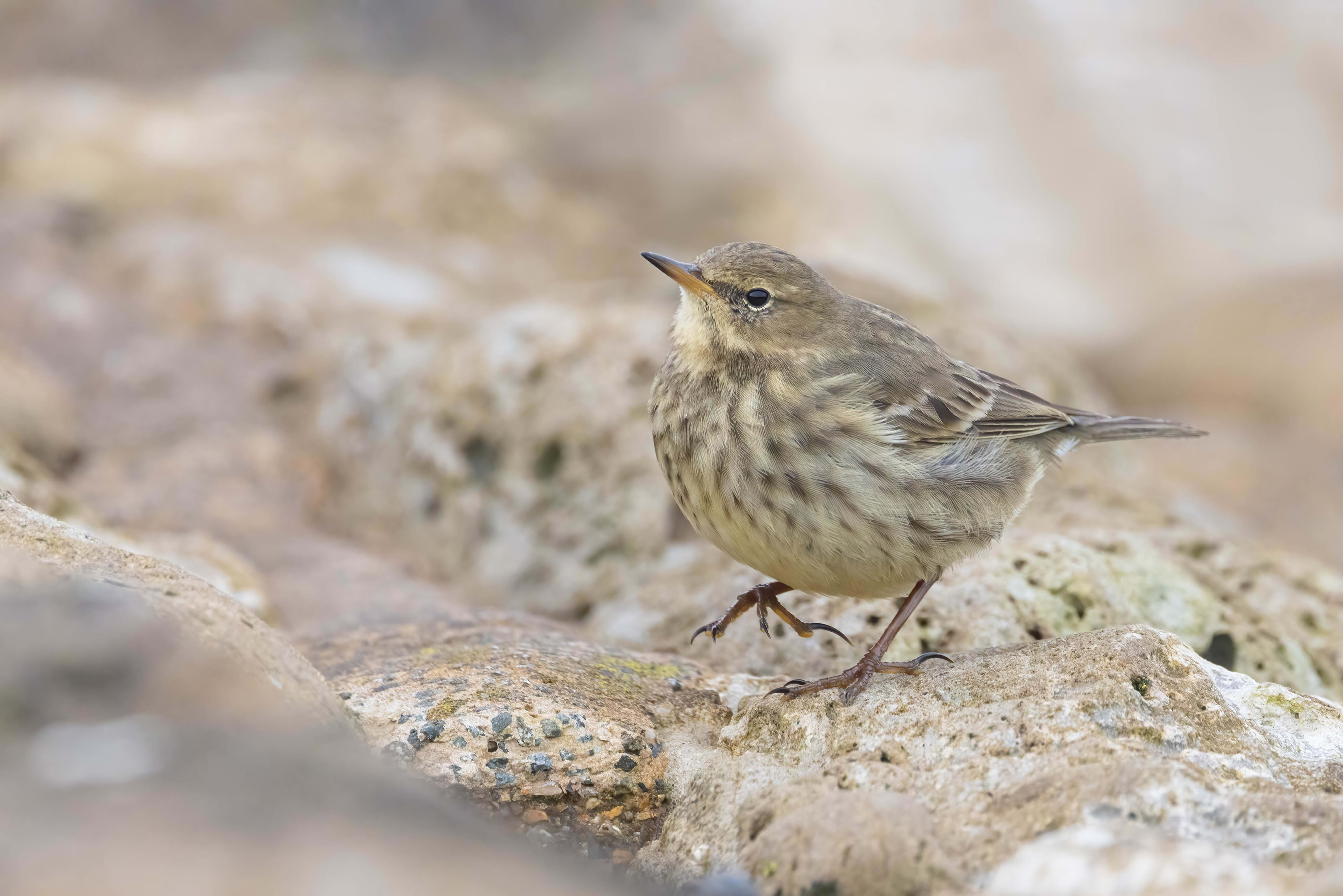 Rock Pipit at Reculver Towers (Kent)