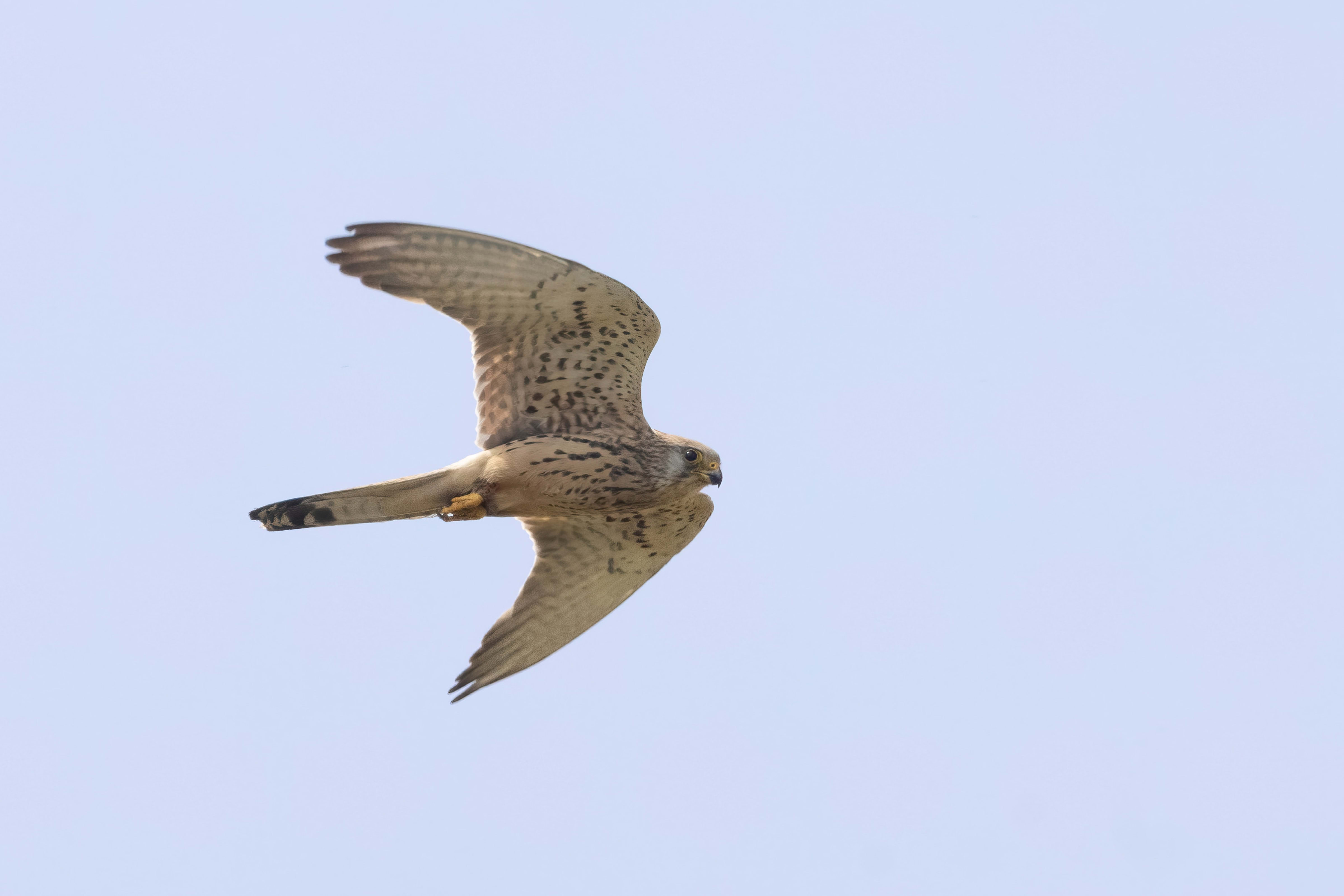 Lesser Kestrel