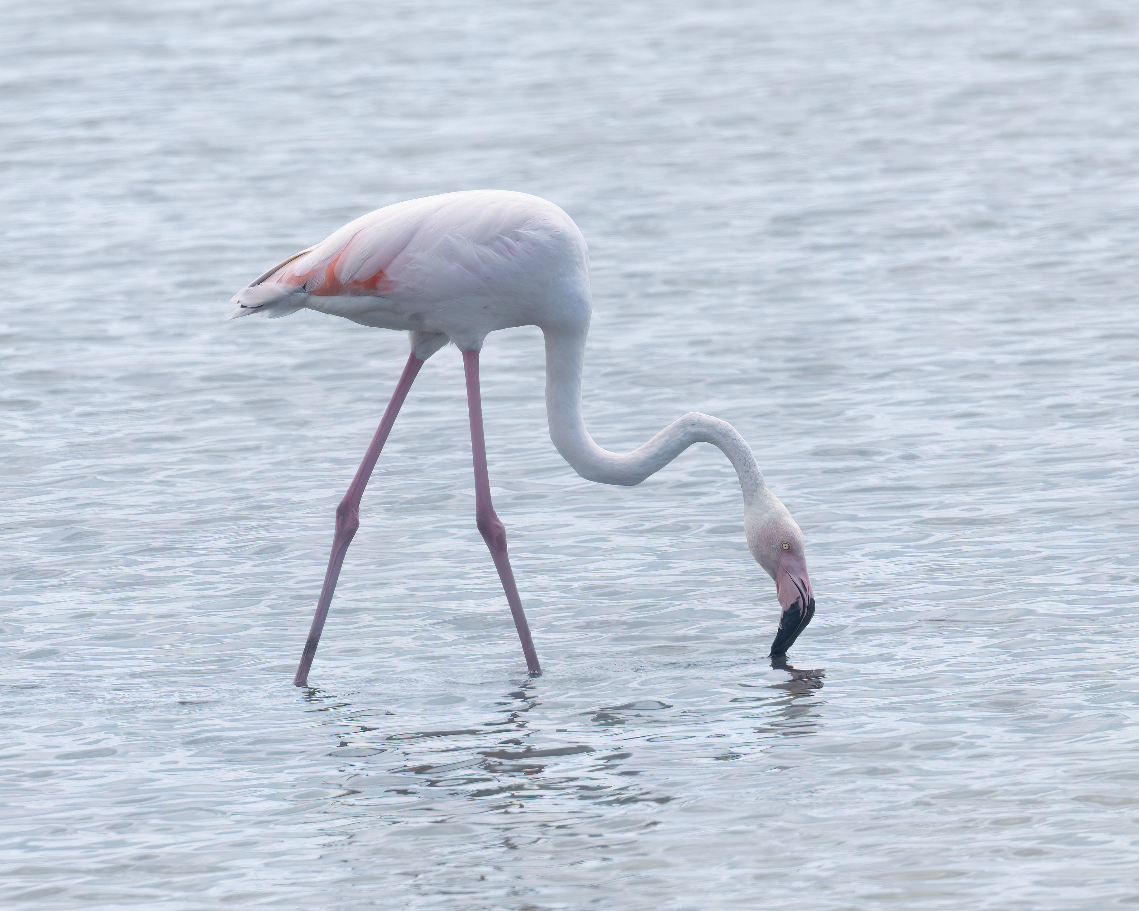 Greater Flamingo