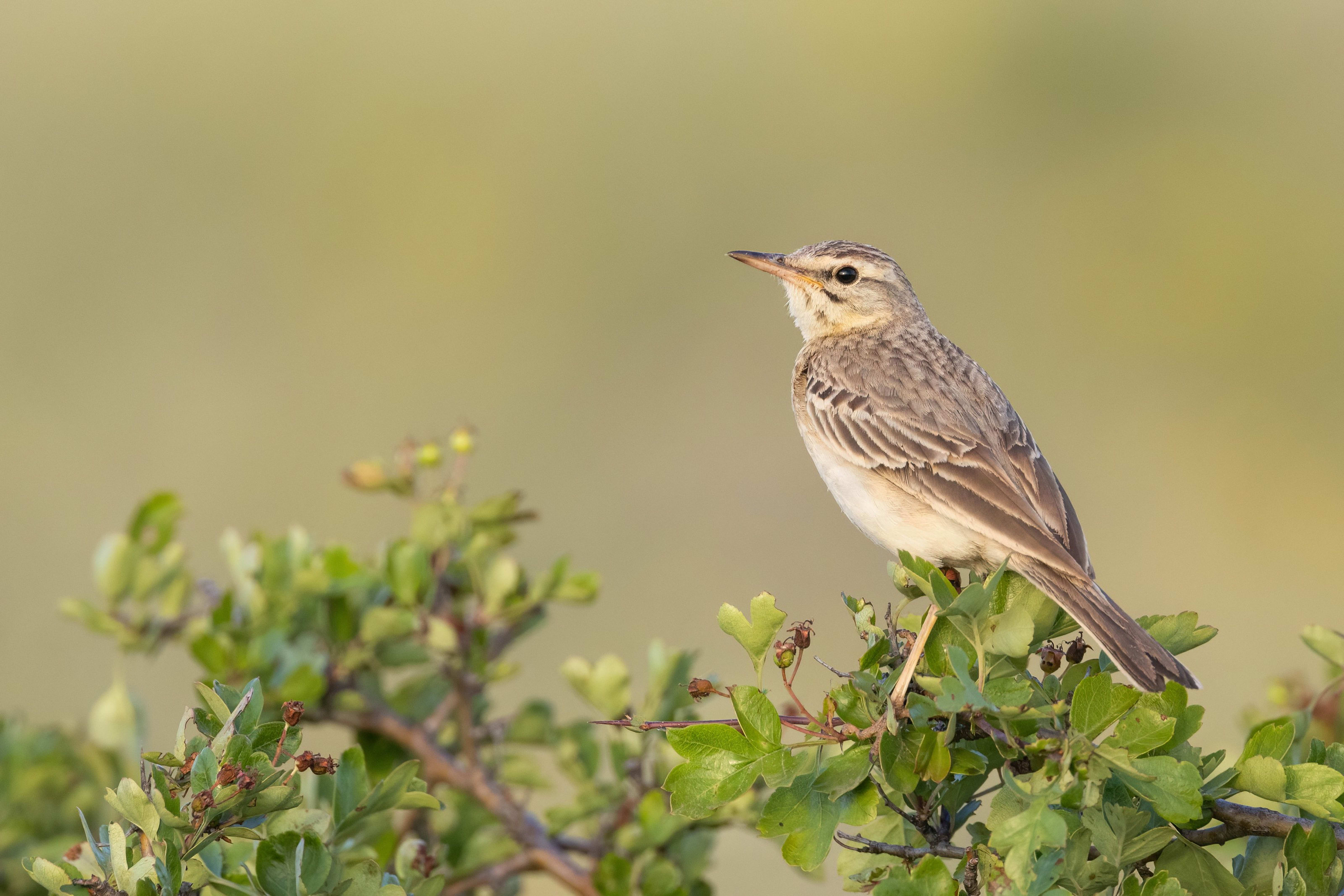 Tawny Pipit