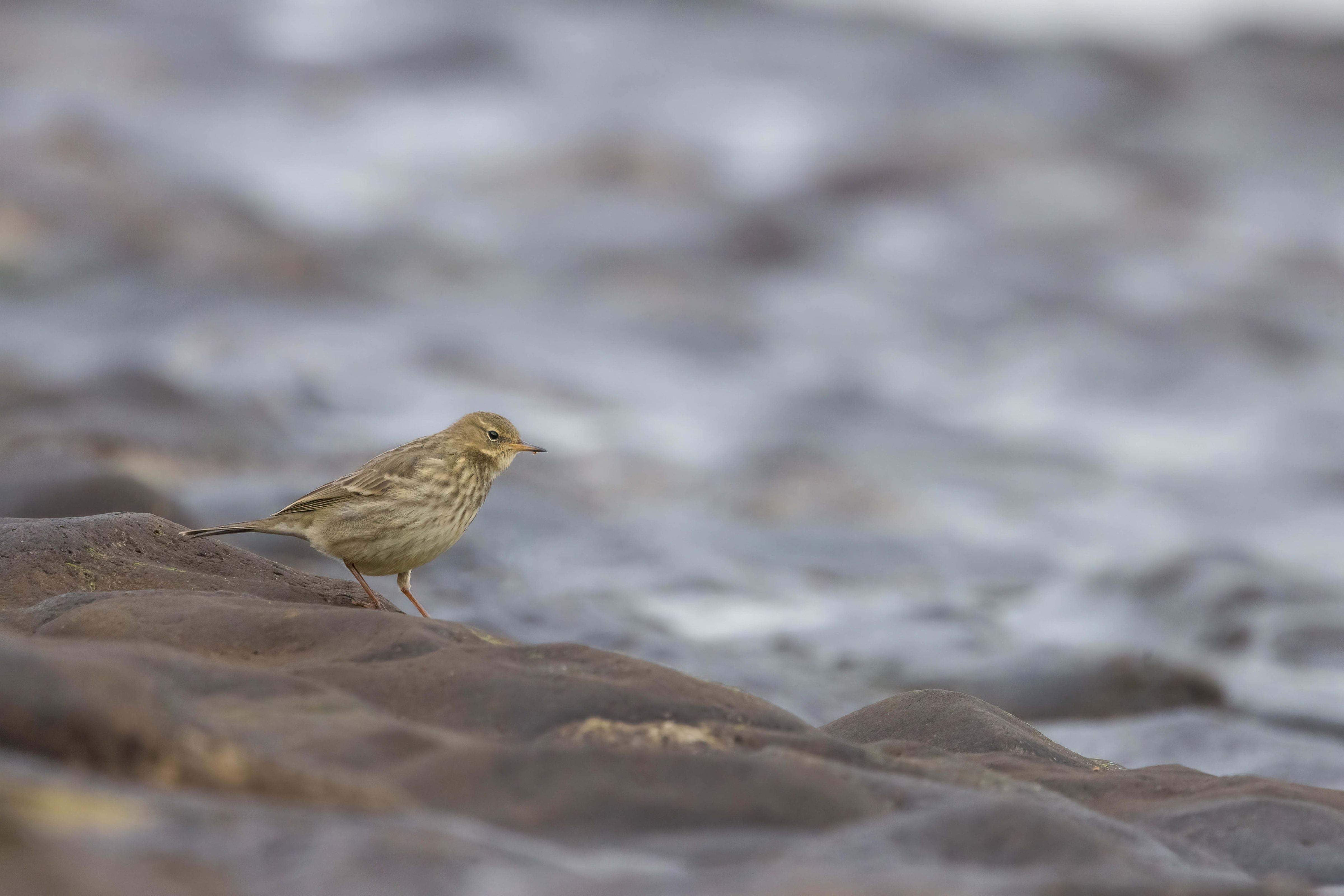 Rock Pipit at Reculver Towers (Kent)