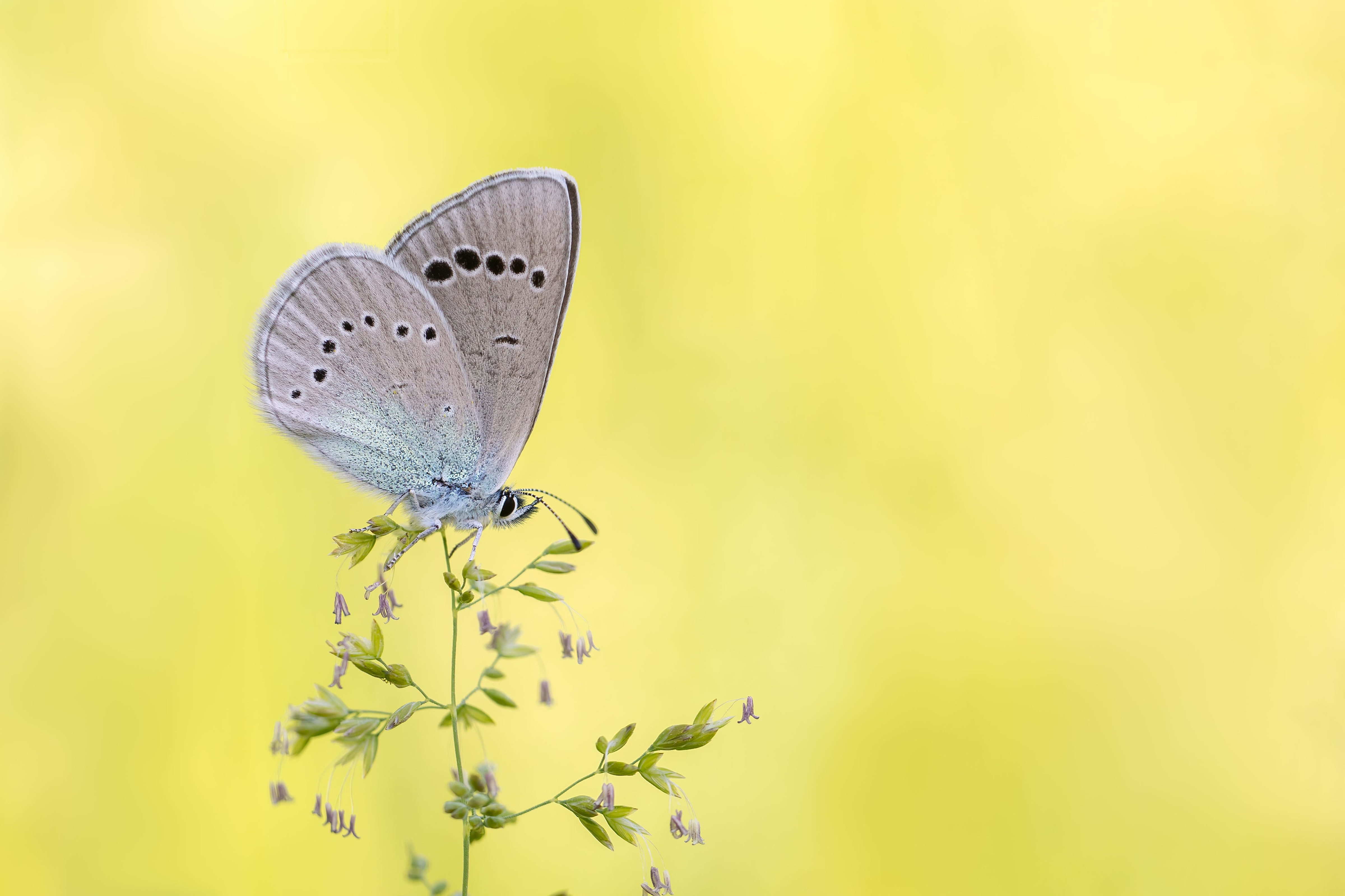 Green-underside Blue (Glaucopsyche alexis) in Bulgaria