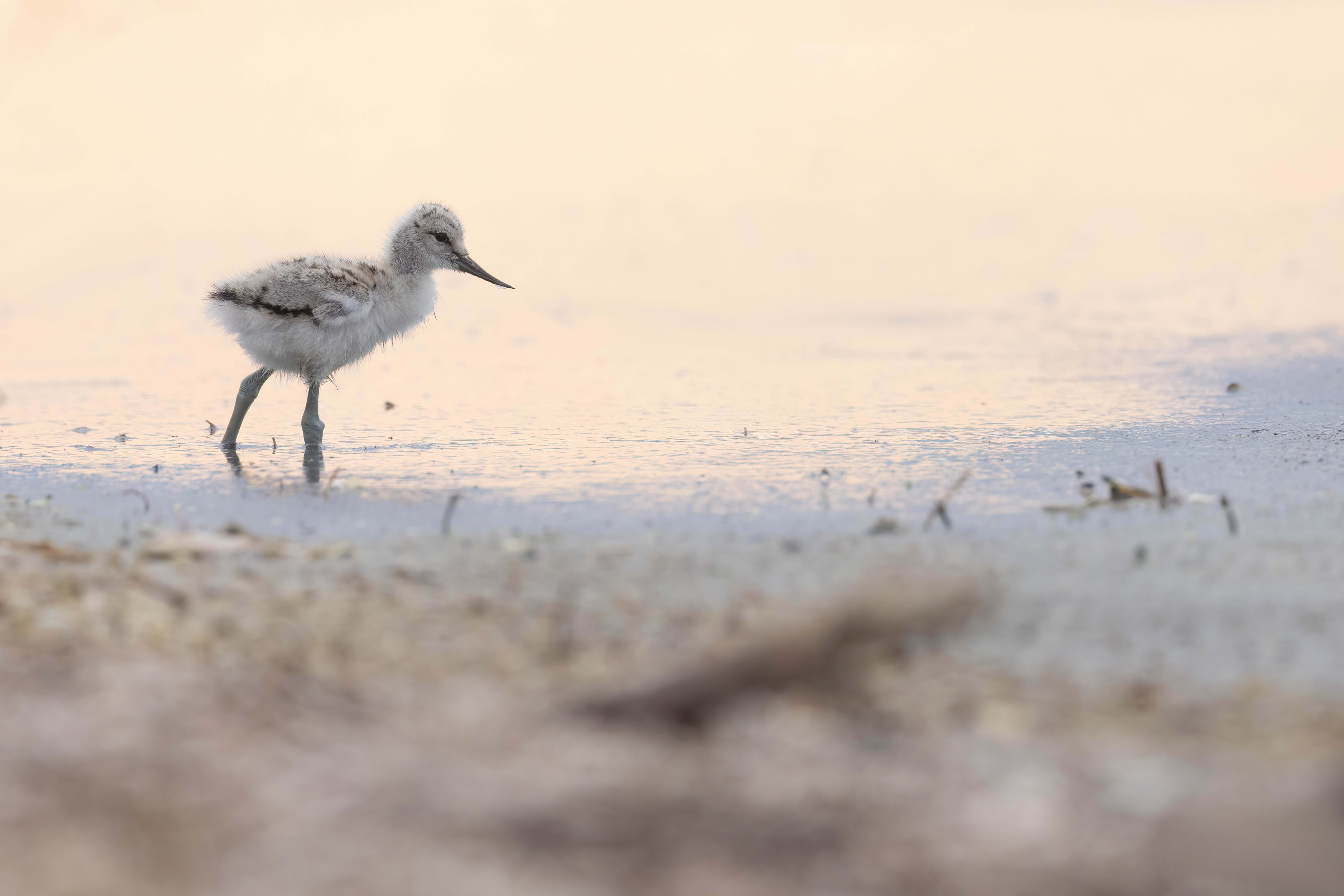 Avocet