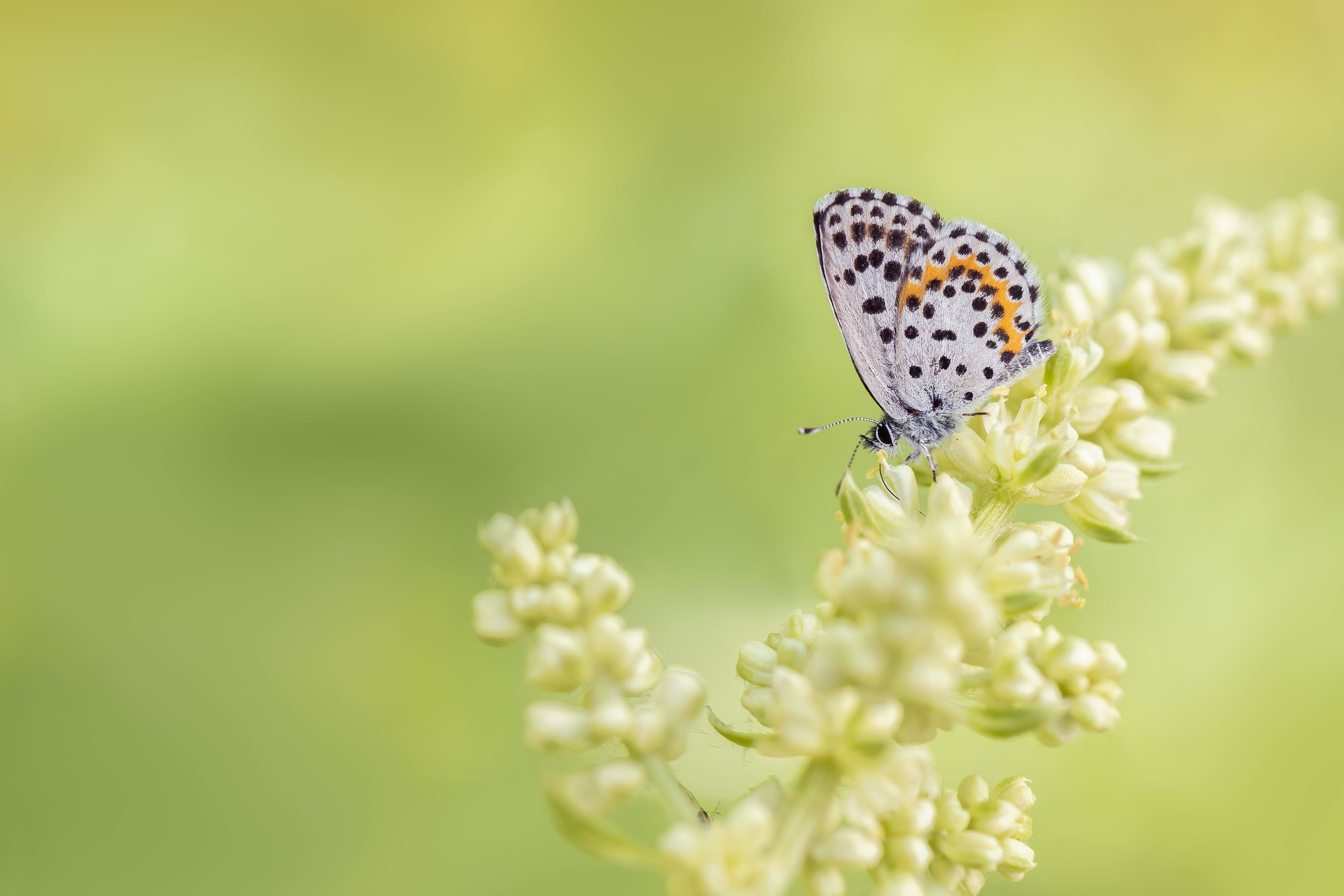 Chequered Blue (Scolitantides orion) in Bulgaria