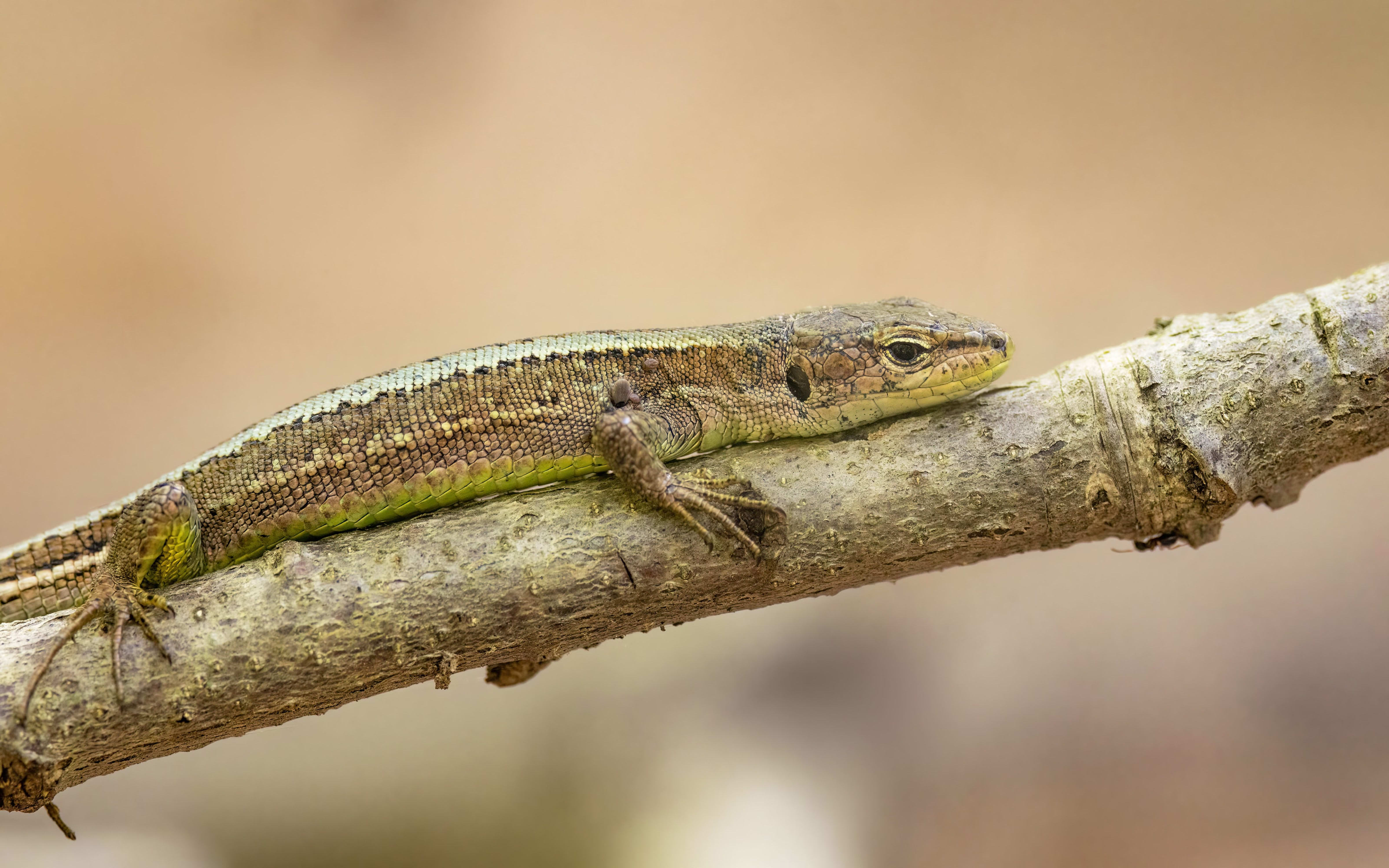 Meadow Lizard