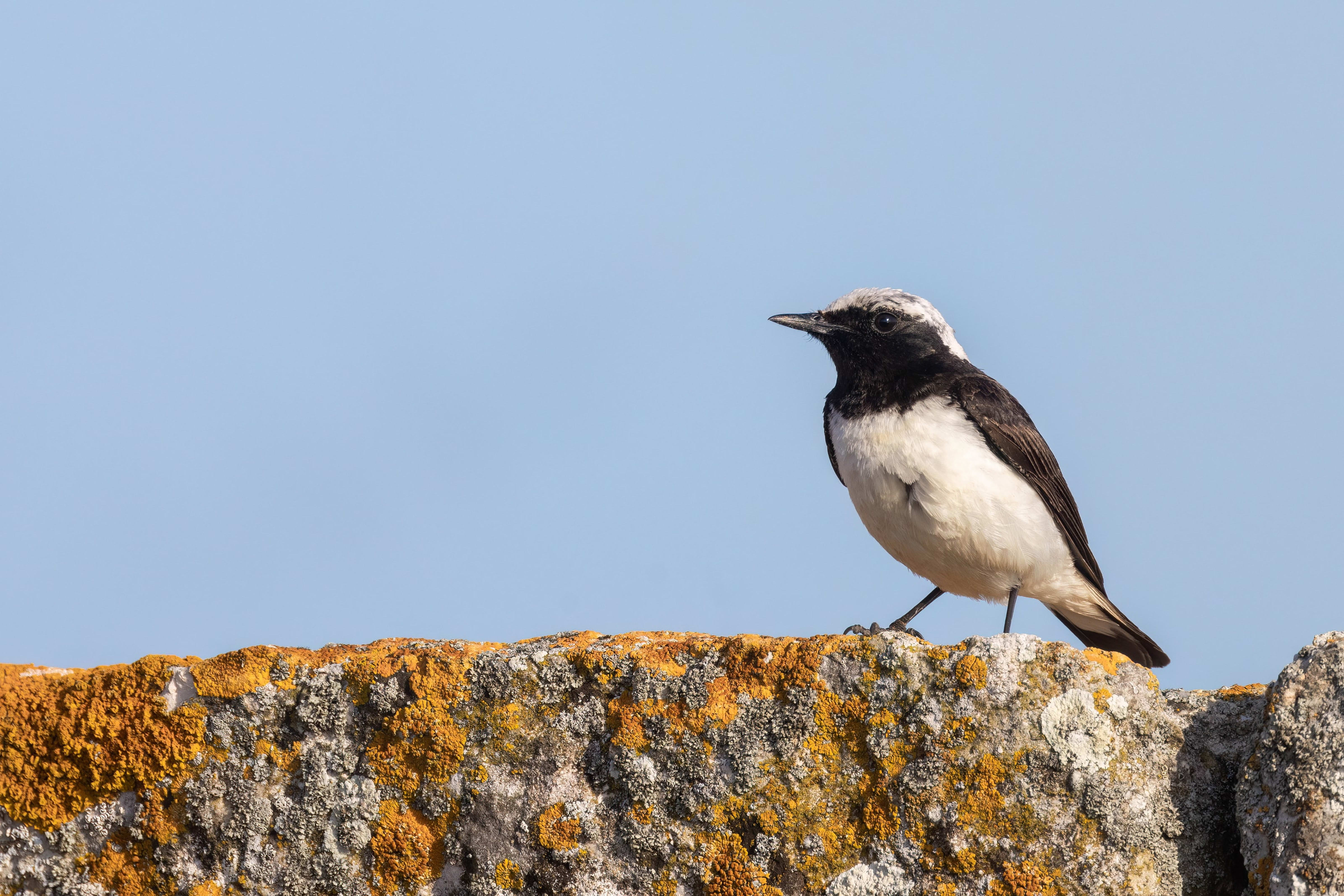 Pied Wheatear