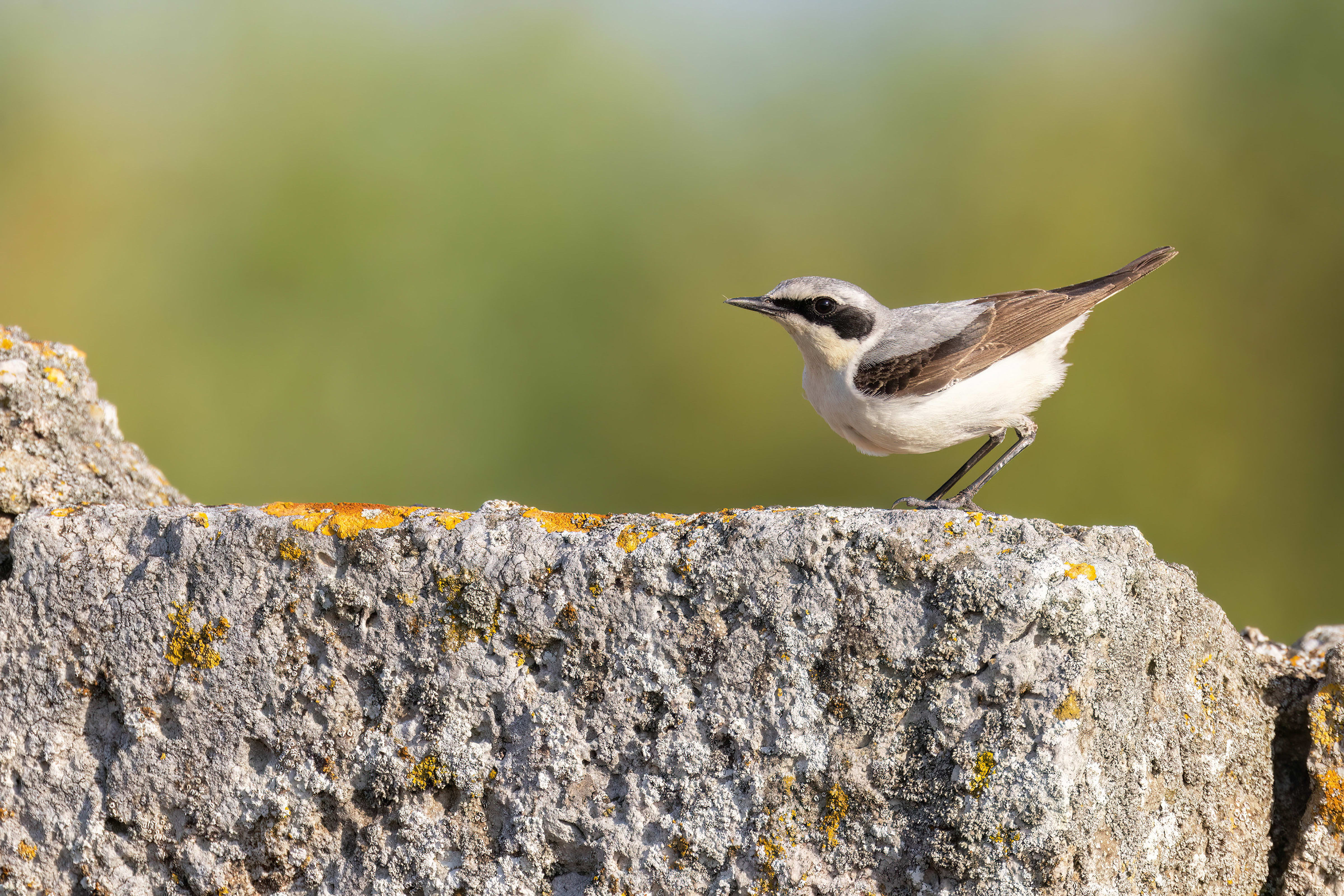 Northern Wheatear