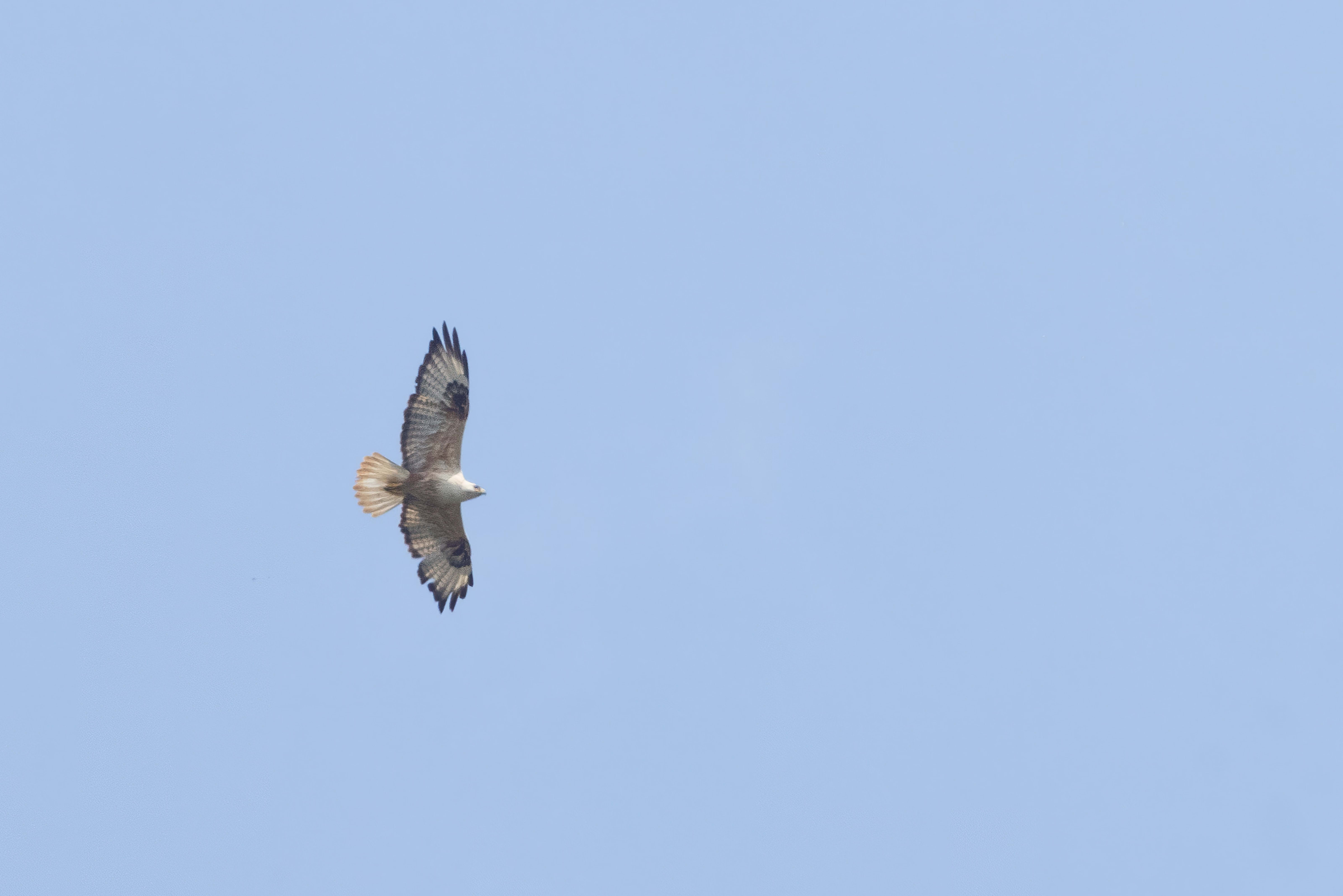 Long-legged Buzzard