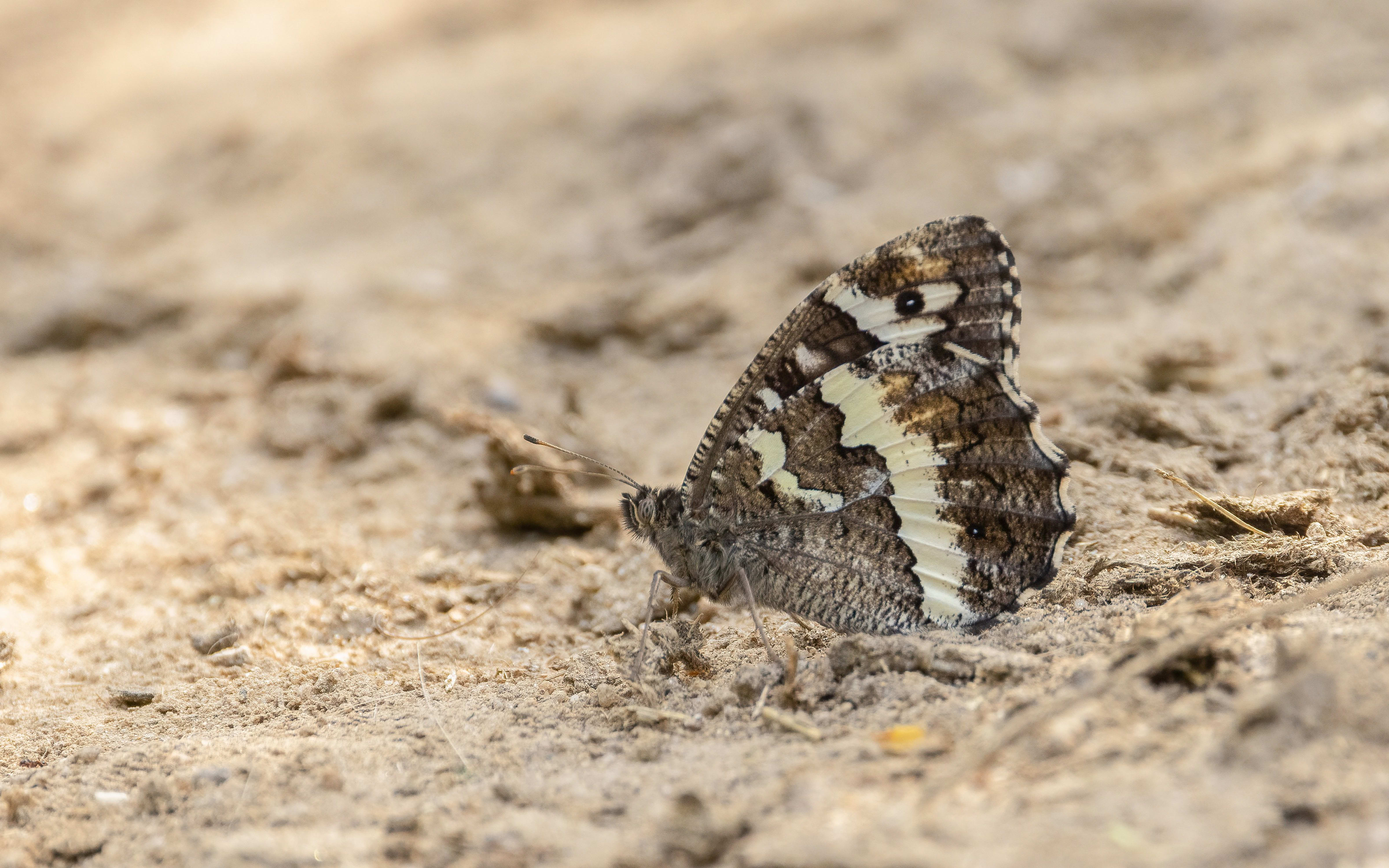 Great Banded Grayling