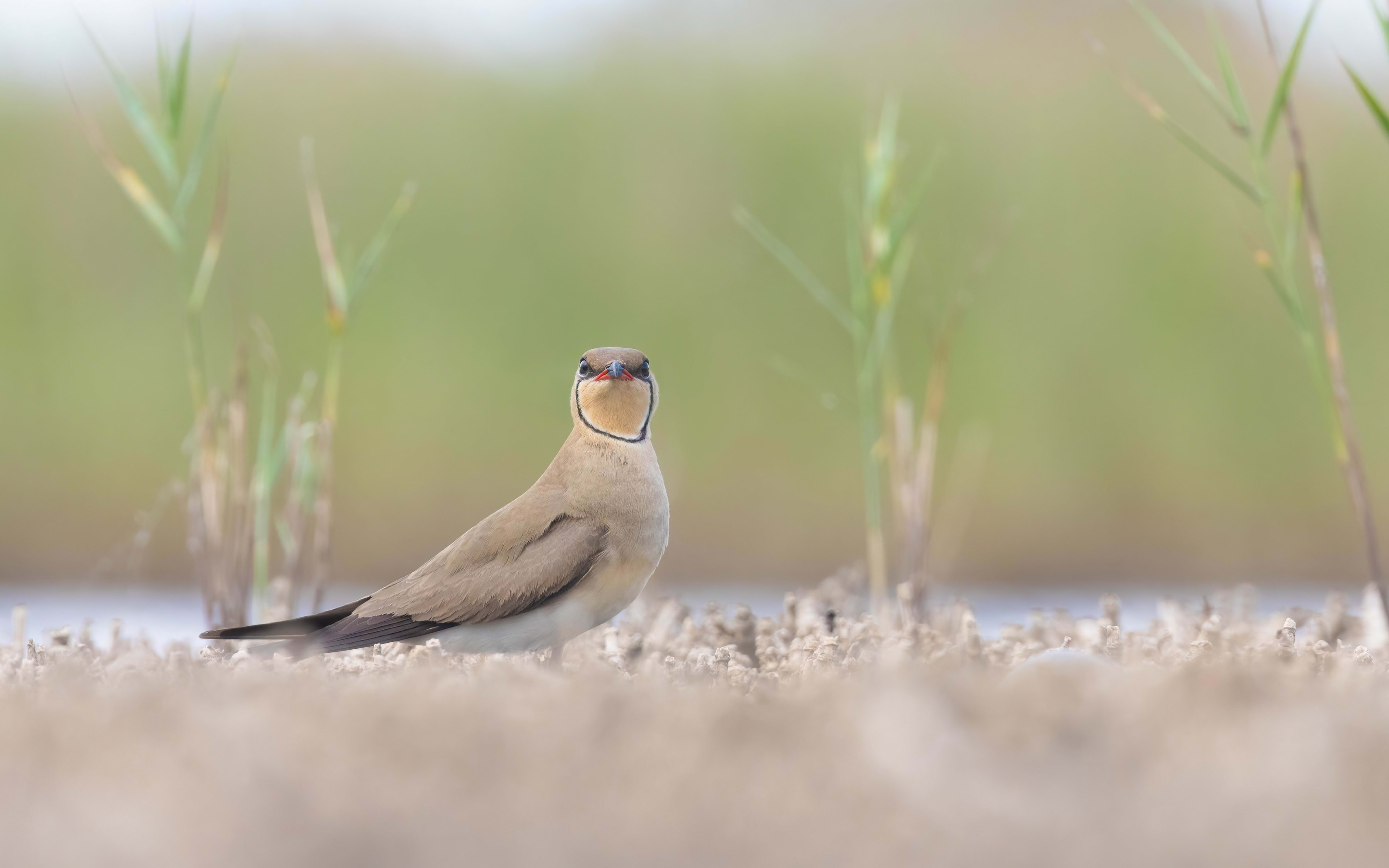 Collared Pratincole in Bulgaria