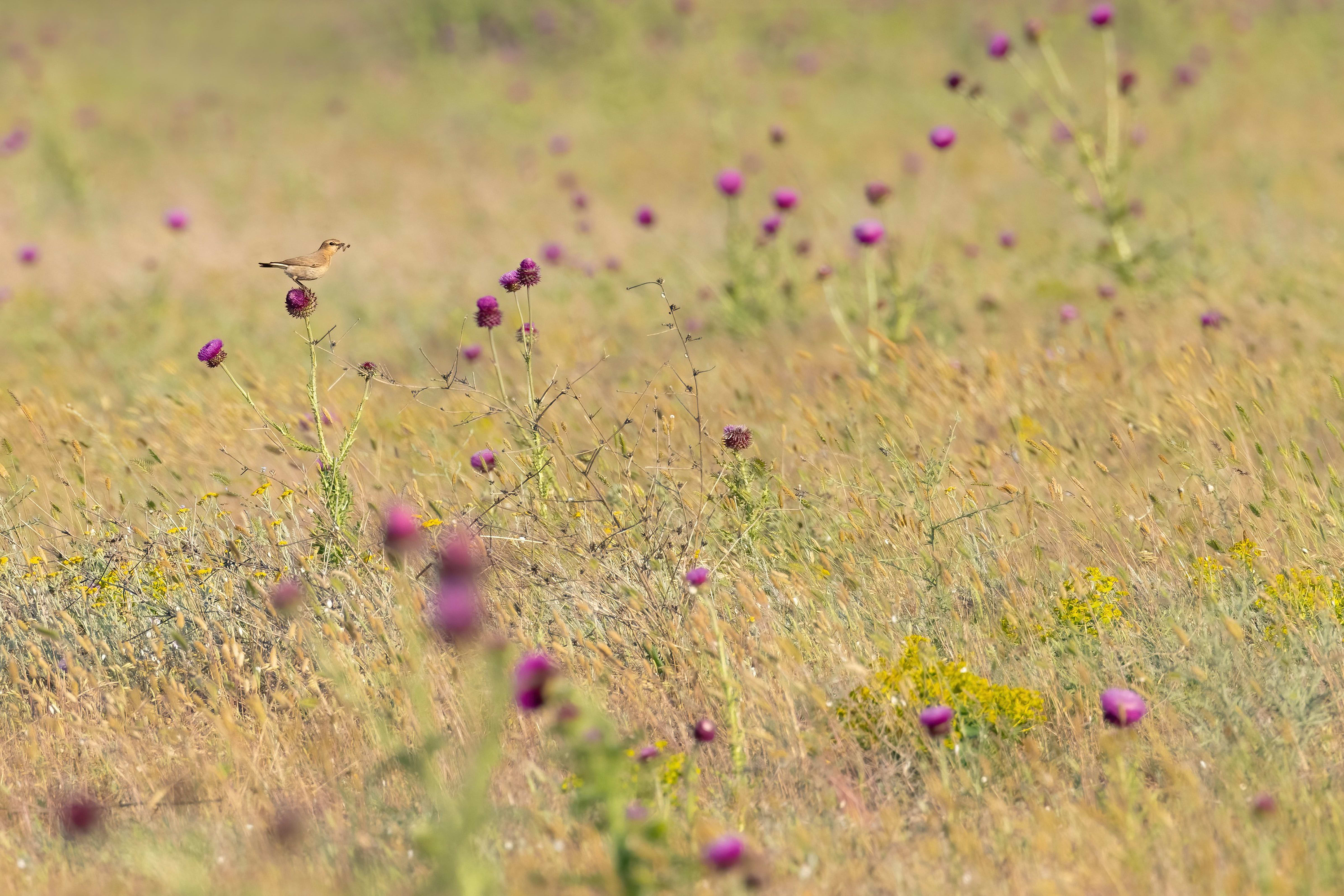 Isabelline Wheatear