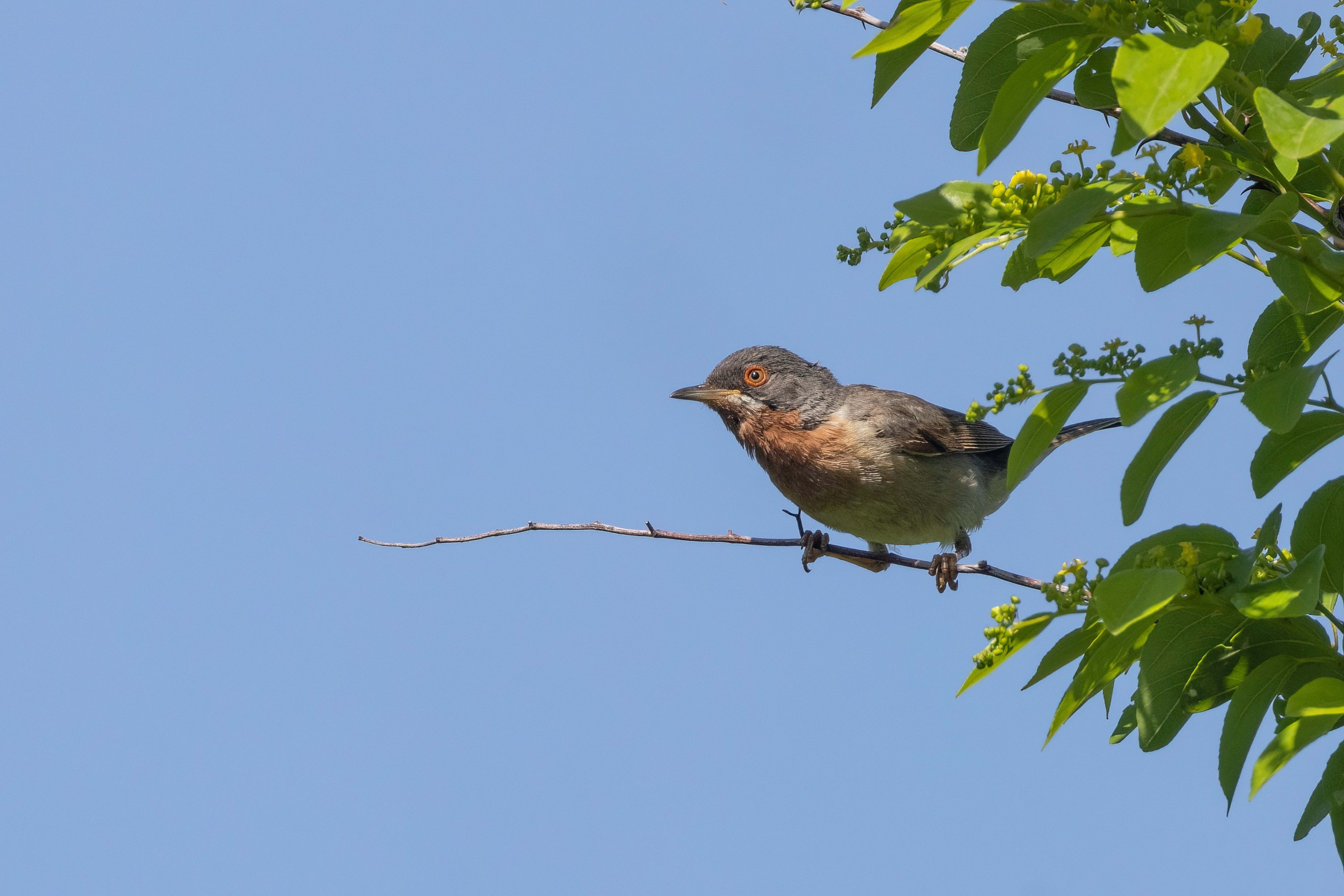 Eastern Subalpine Warbler