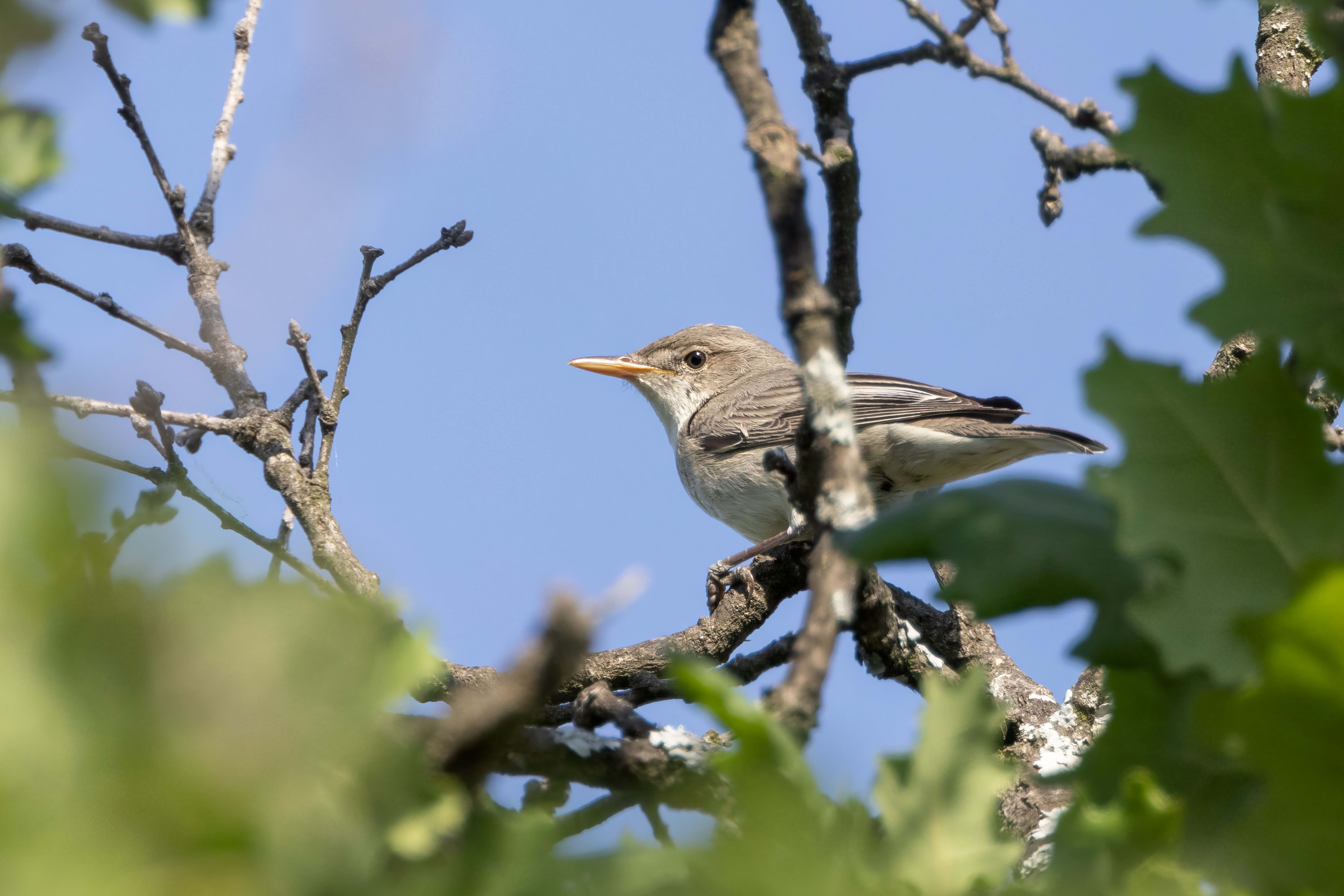 Olive-tree Warbler