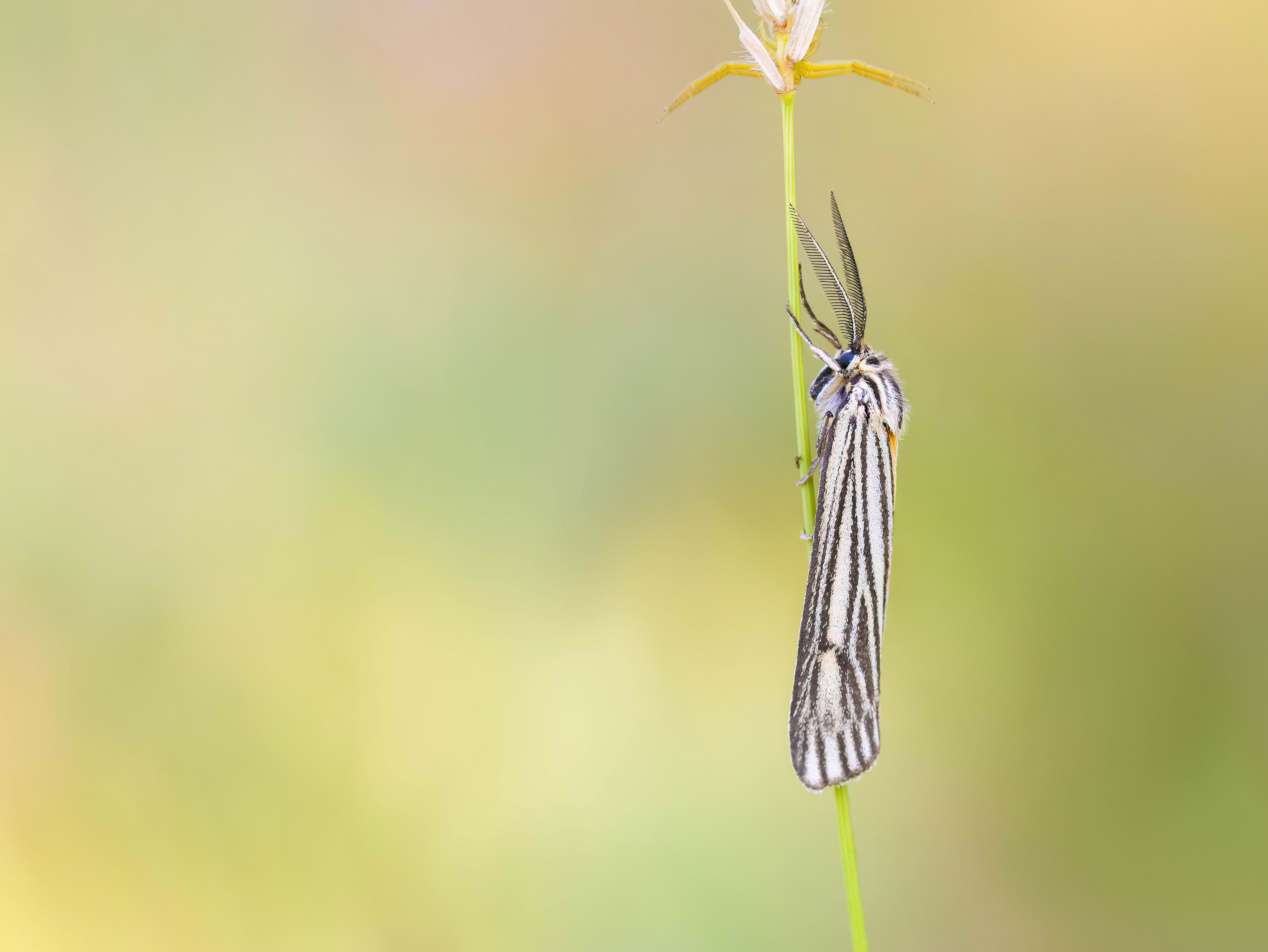 Feathered Footman