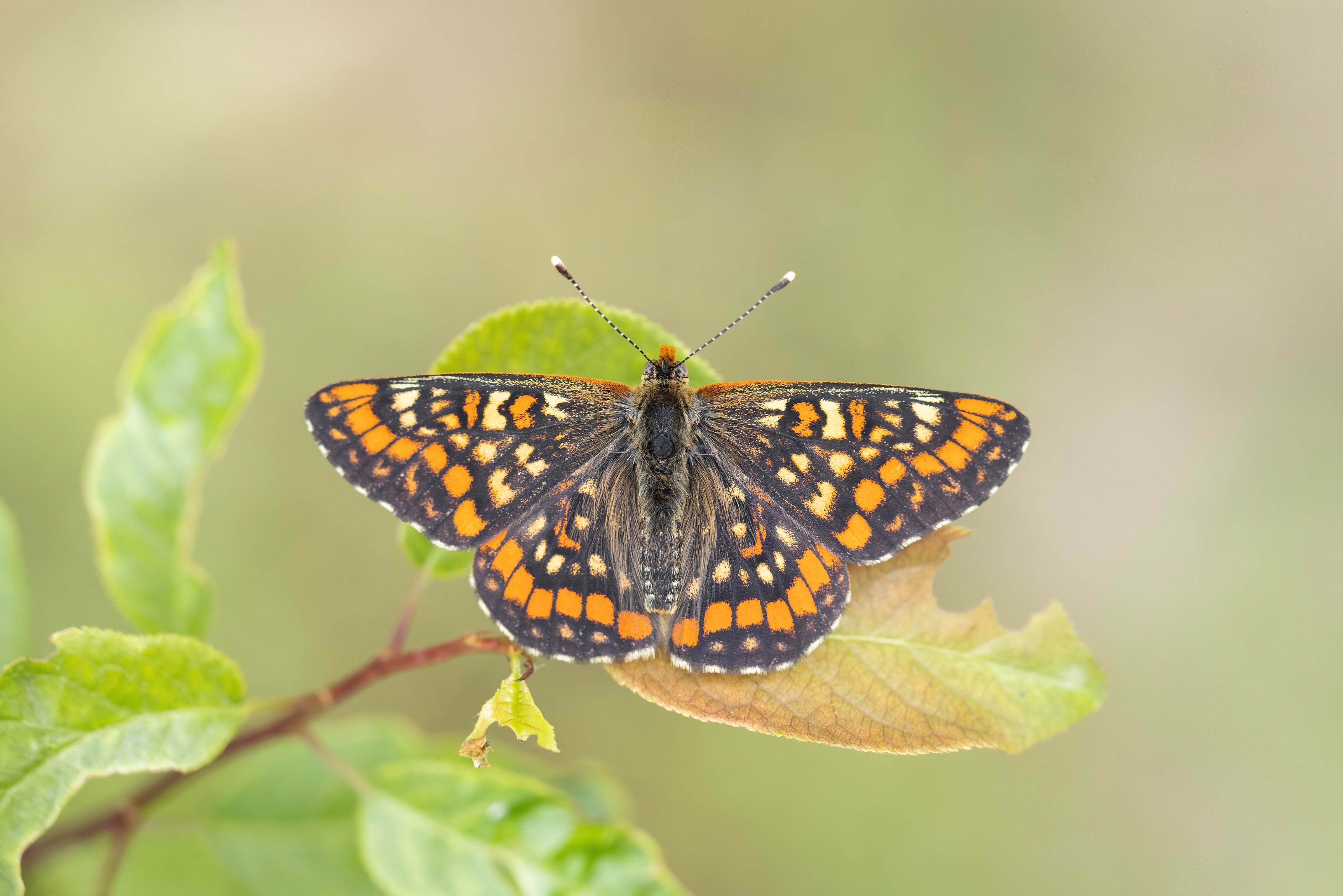 Scarce Fritillary (Euphydryas maturna) in northern Bulgaria