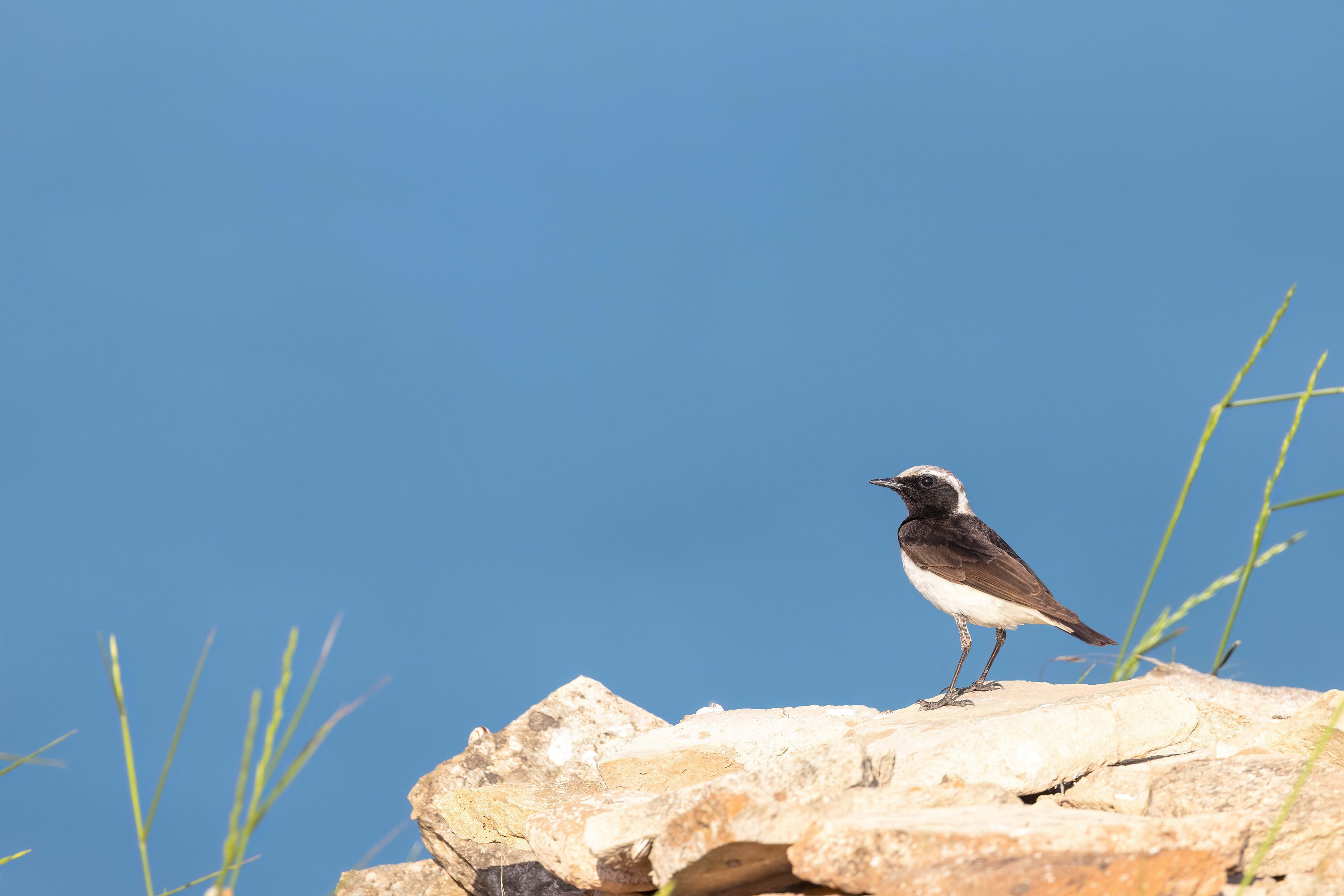 Pied Wheatear