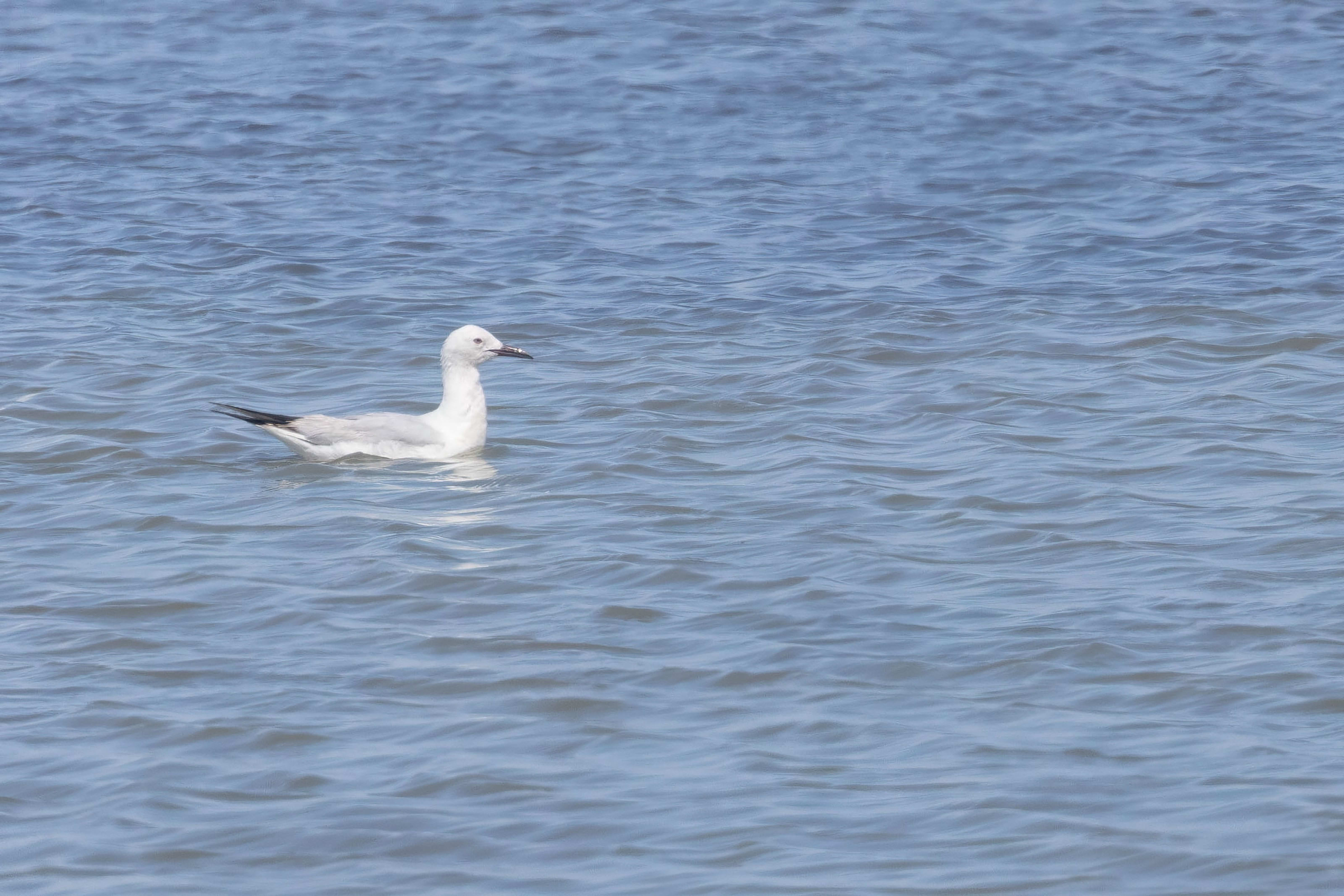 Slender-billed Gull