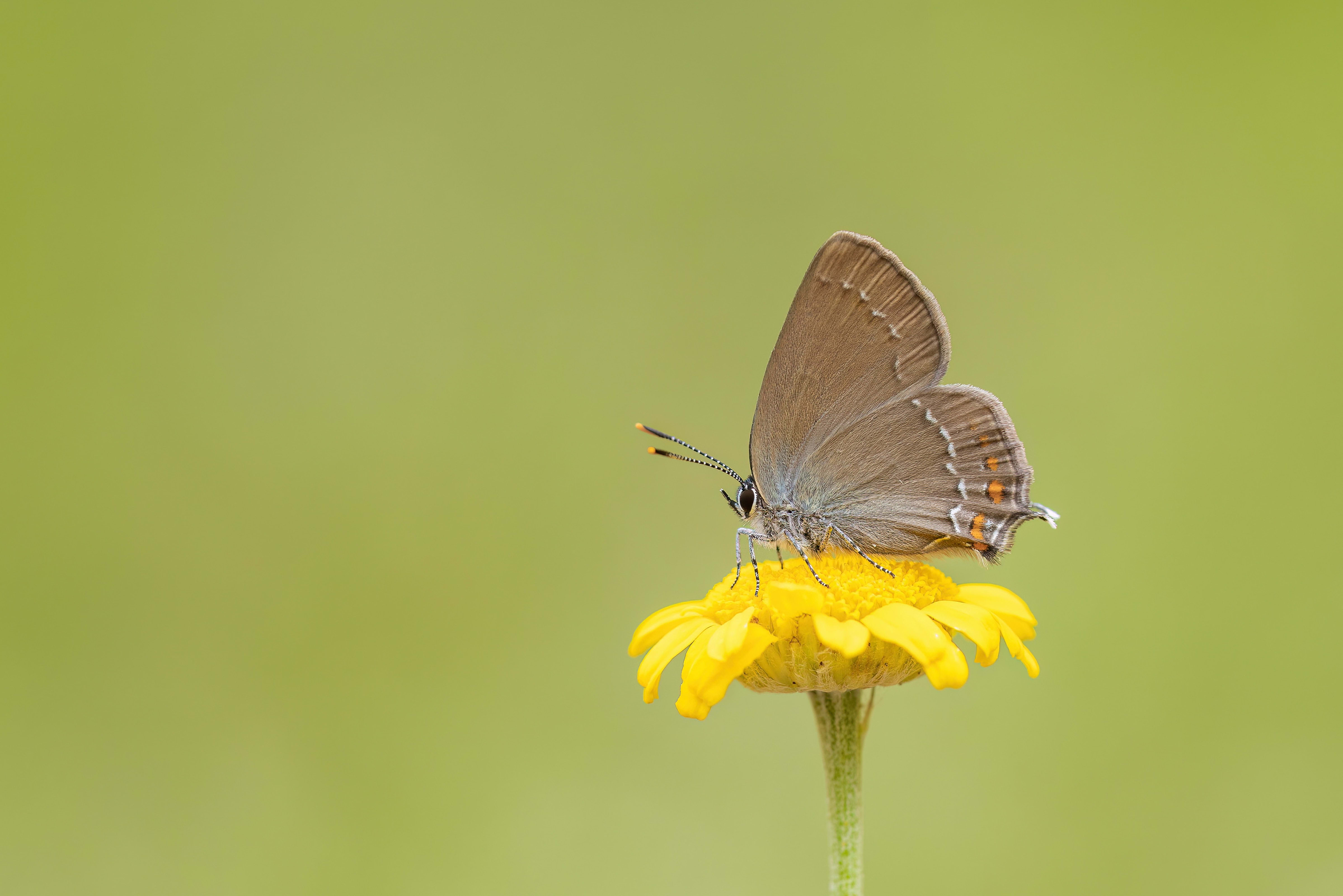 Ilex Hairstreak