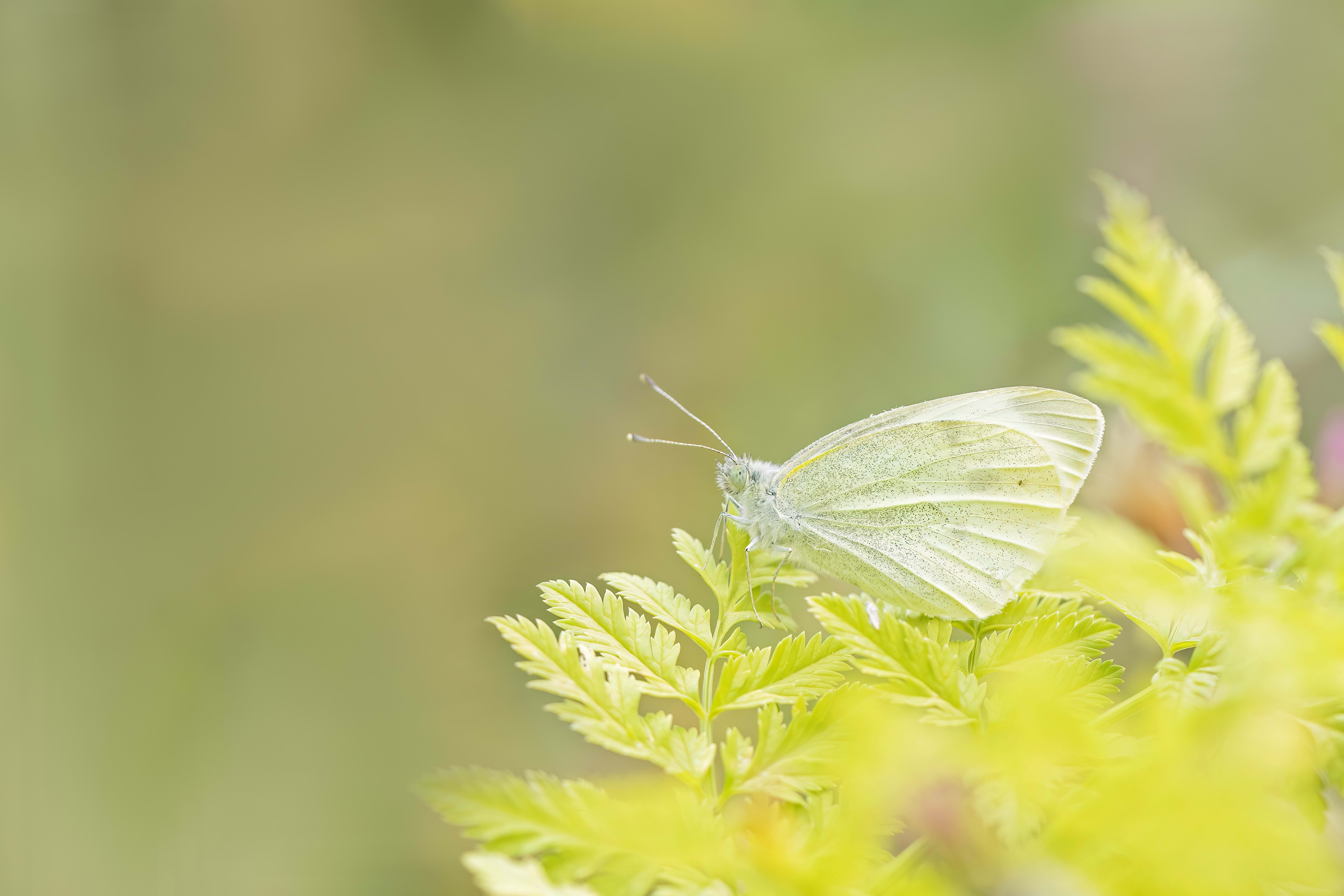 Small White